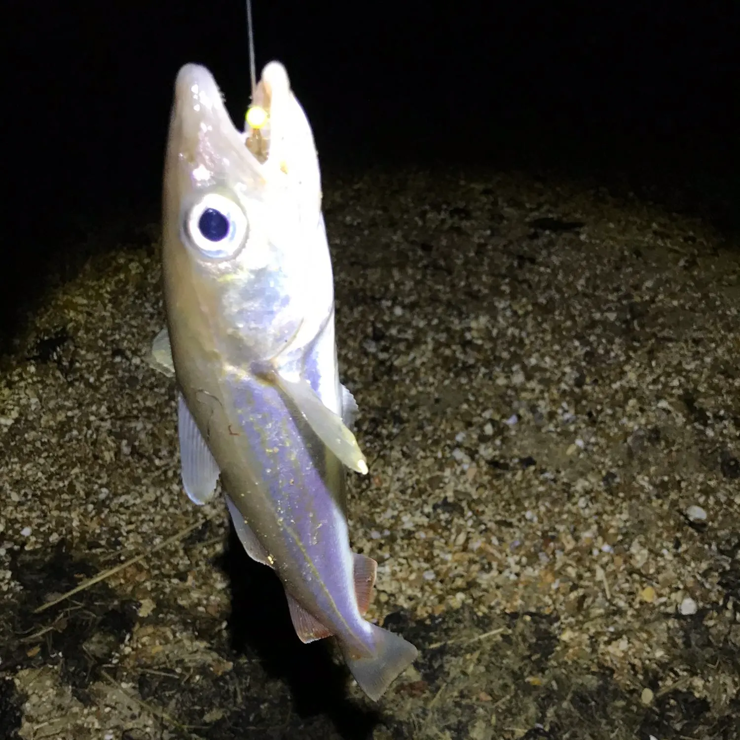 angler catch