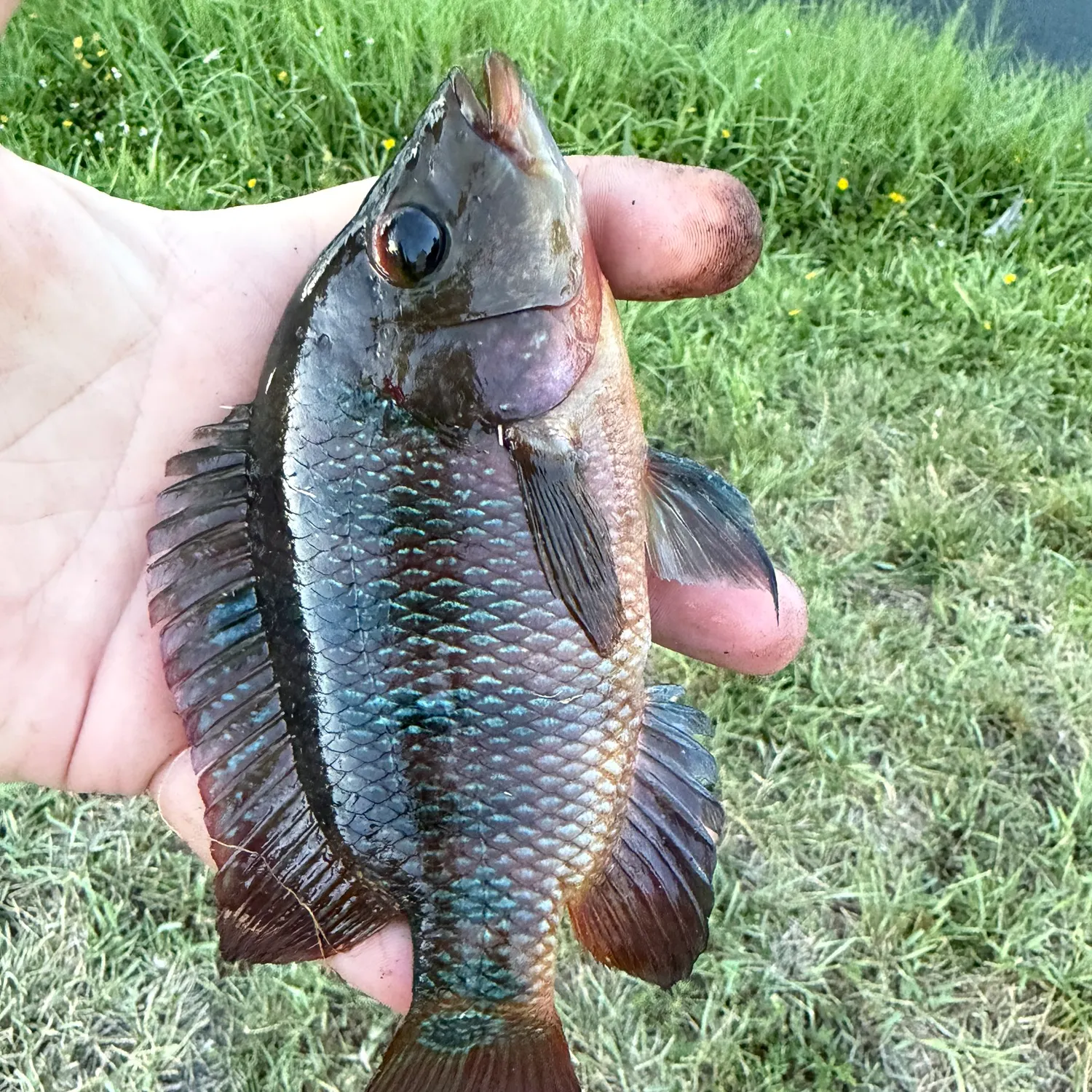 Mayan cichlid caught on Fishbrain
