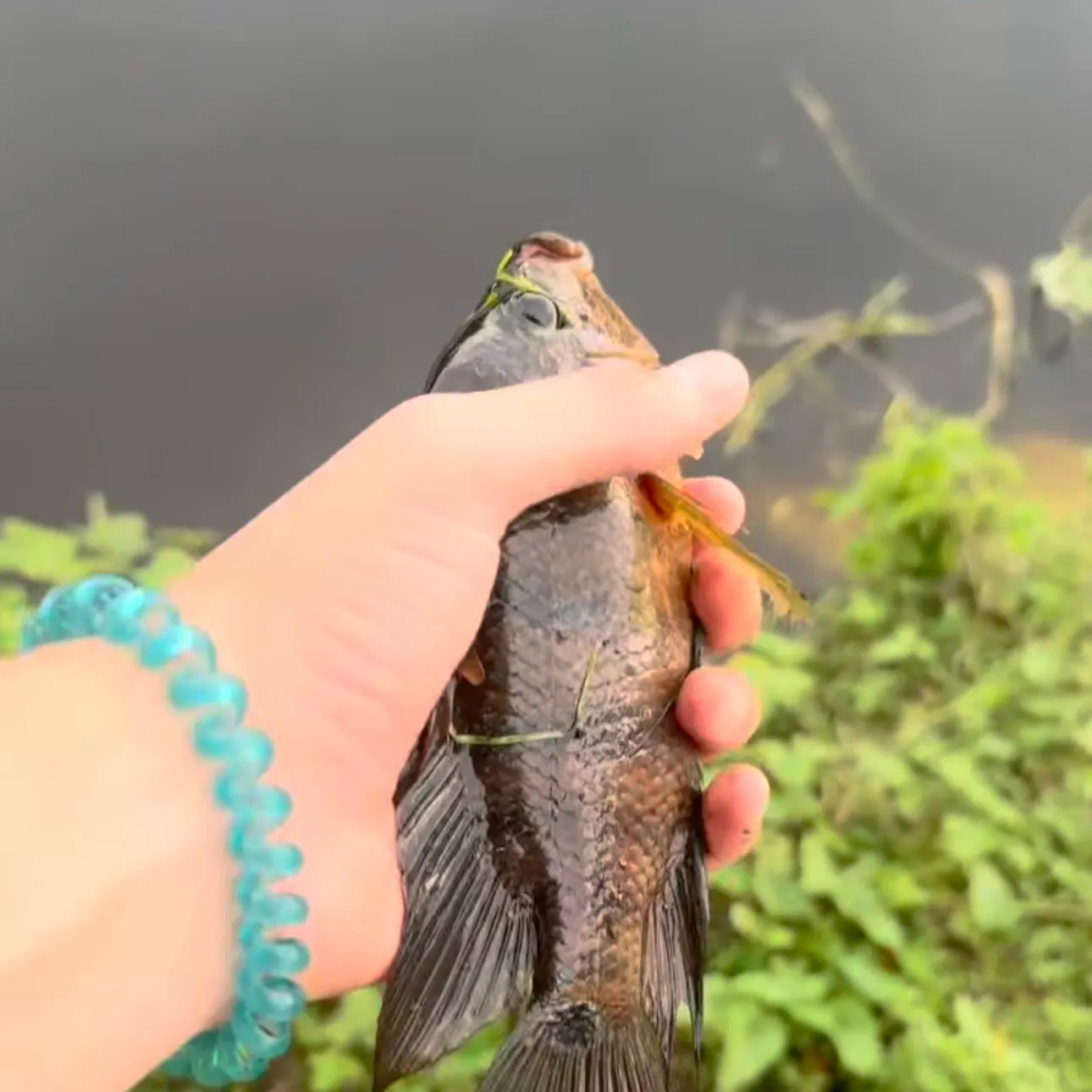 The most recent Mayan cichlid catches on Fishbrain