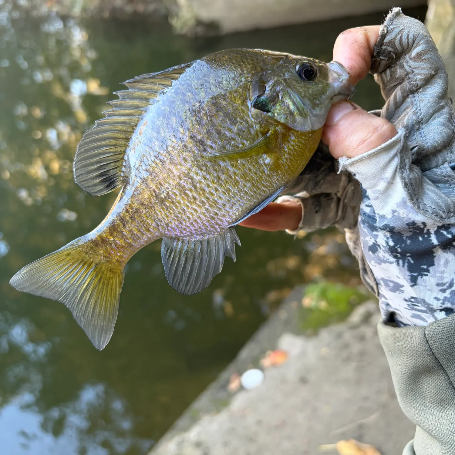 Bluegill caught on Fishbrain