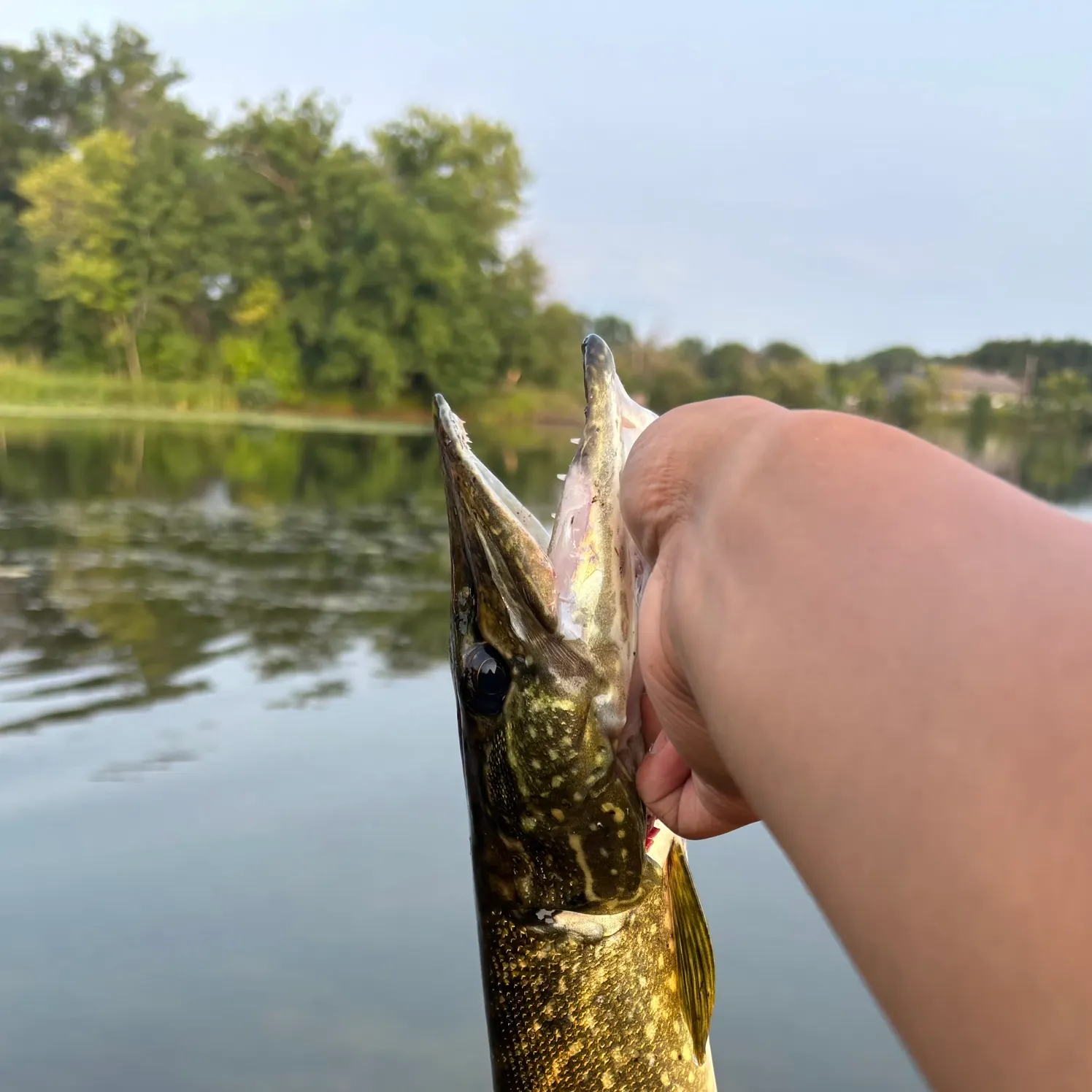 Fish caught on Fishbrain