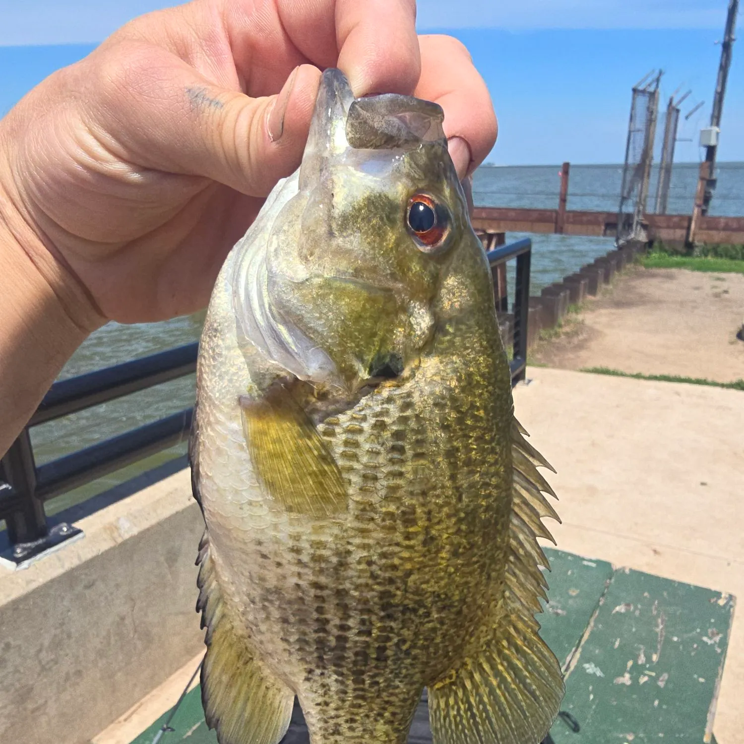 The most recent Rock bass catches on Fishbrain