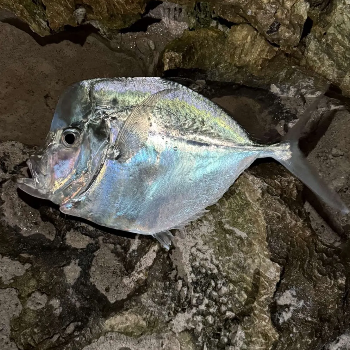 The most recent Lookdown catches on Fishbrain