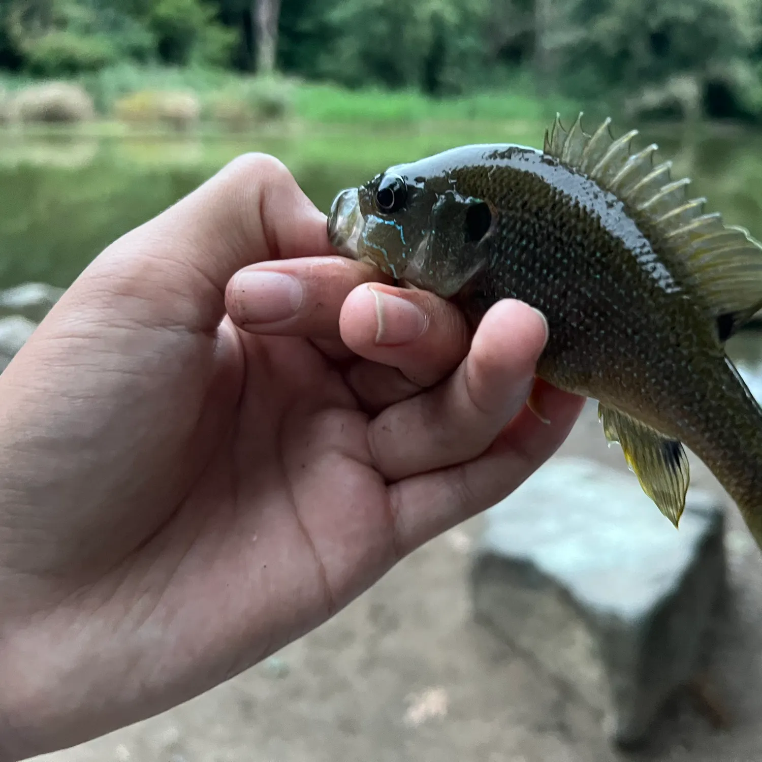 Green sunfish caught on Fishbrain