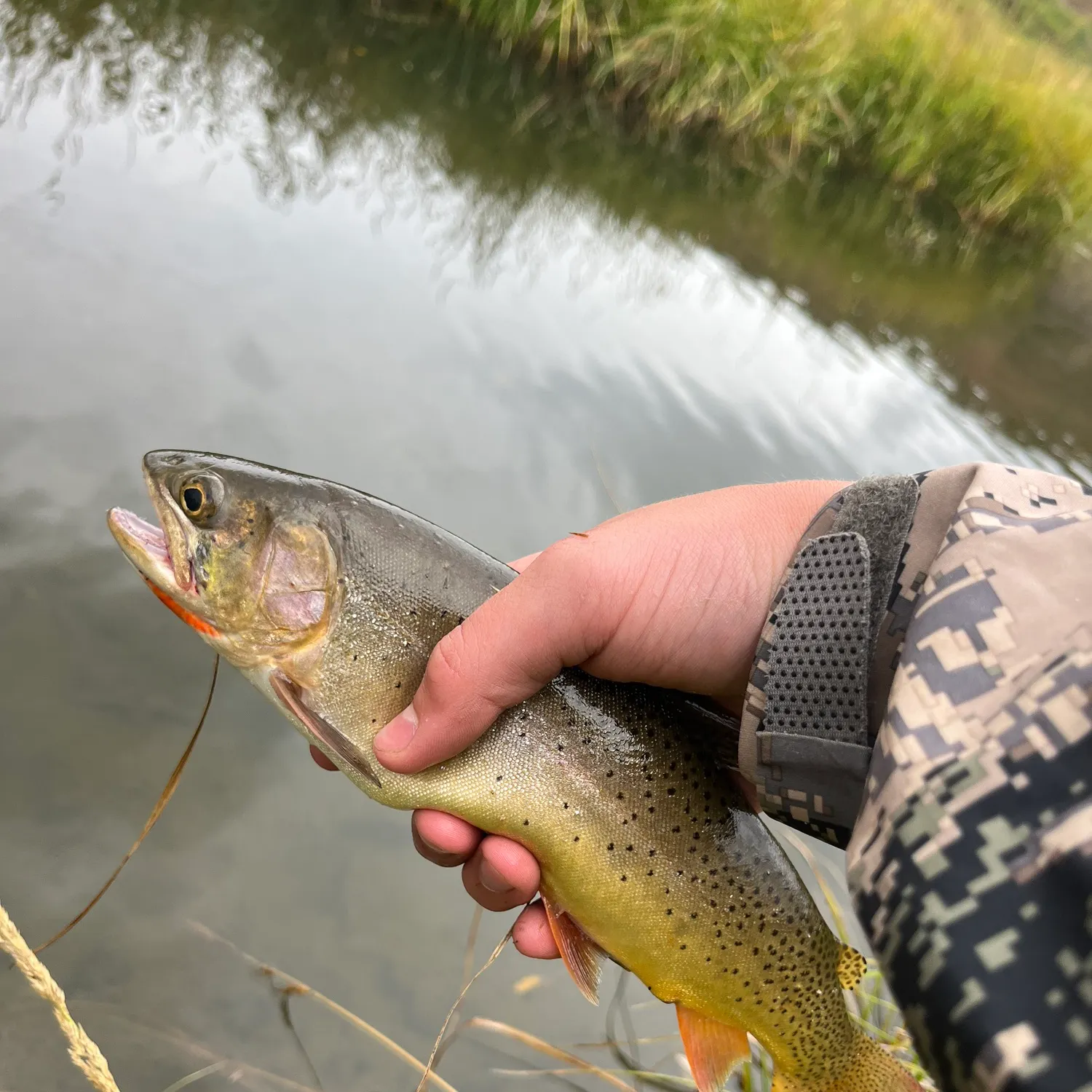 Cutthroat trout caught on Fishbrain