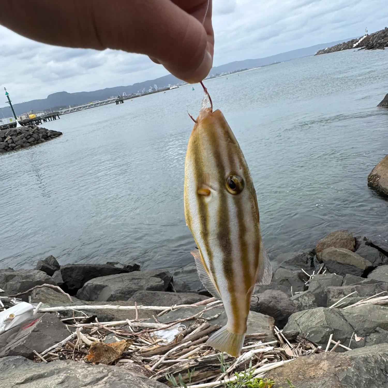 The most recent Striped trumpeter catches on Fishbrain