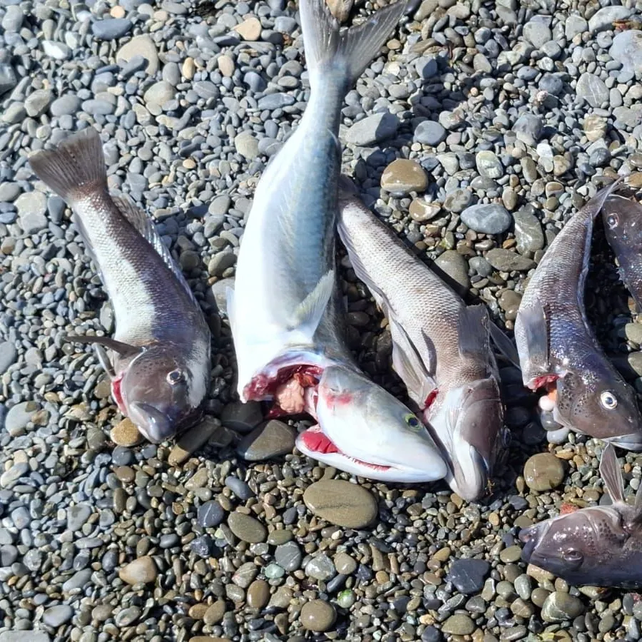 The most recent Blue cod catches on Fishbrain