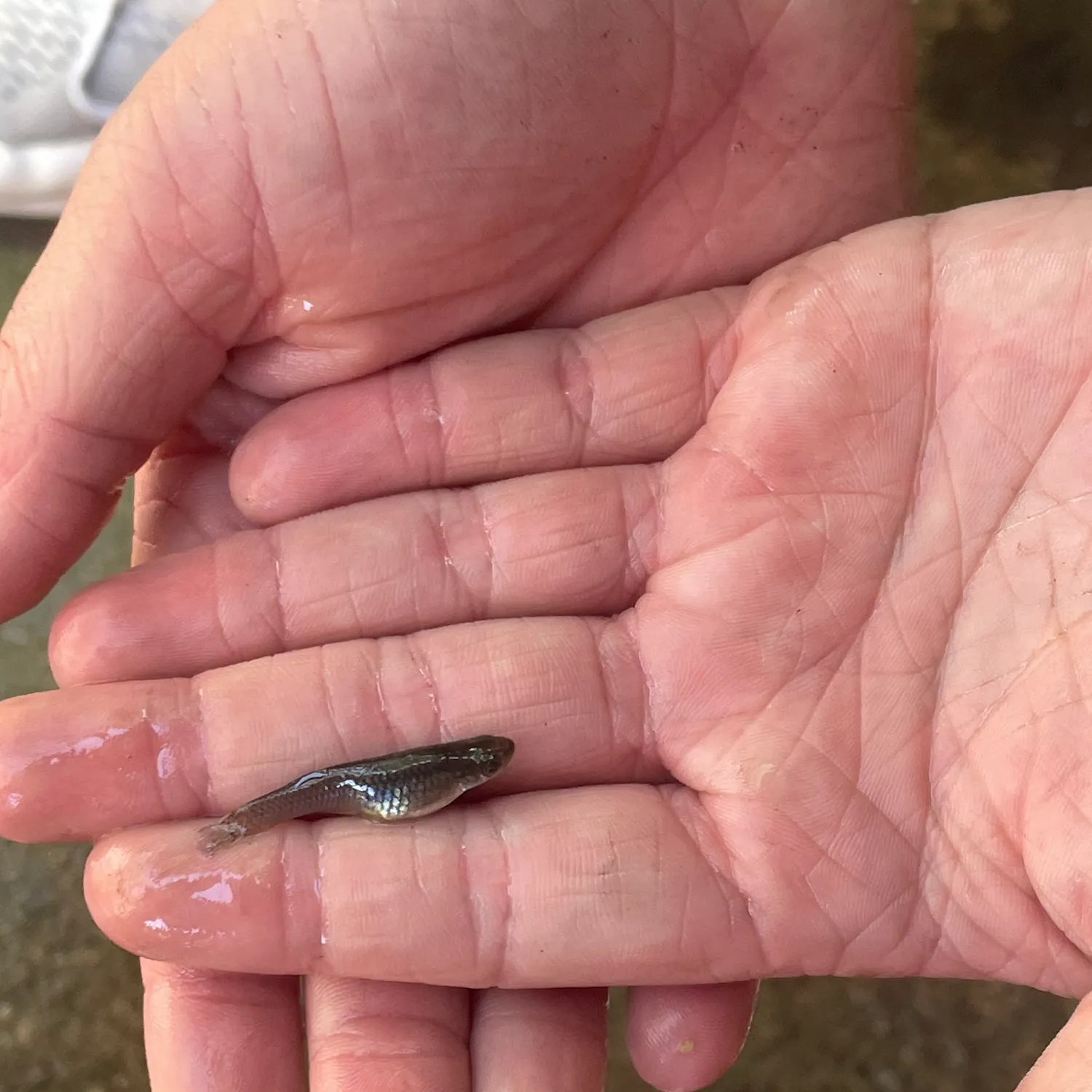 The most recent Whale shark catches on Fishbrain