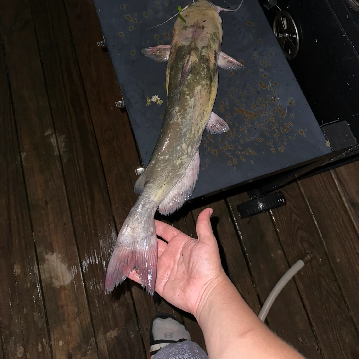 catch