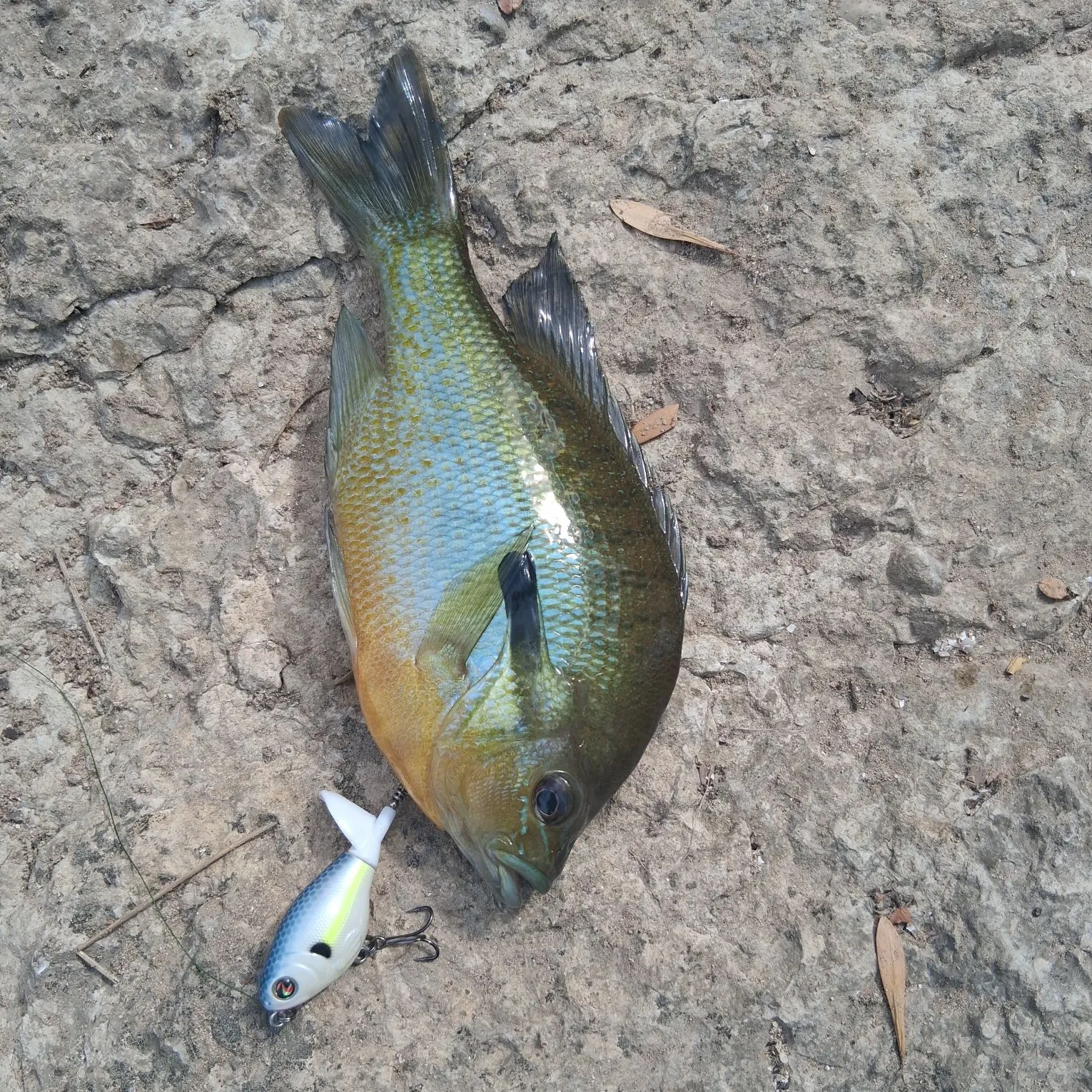Bluegill caught on Fishbrain