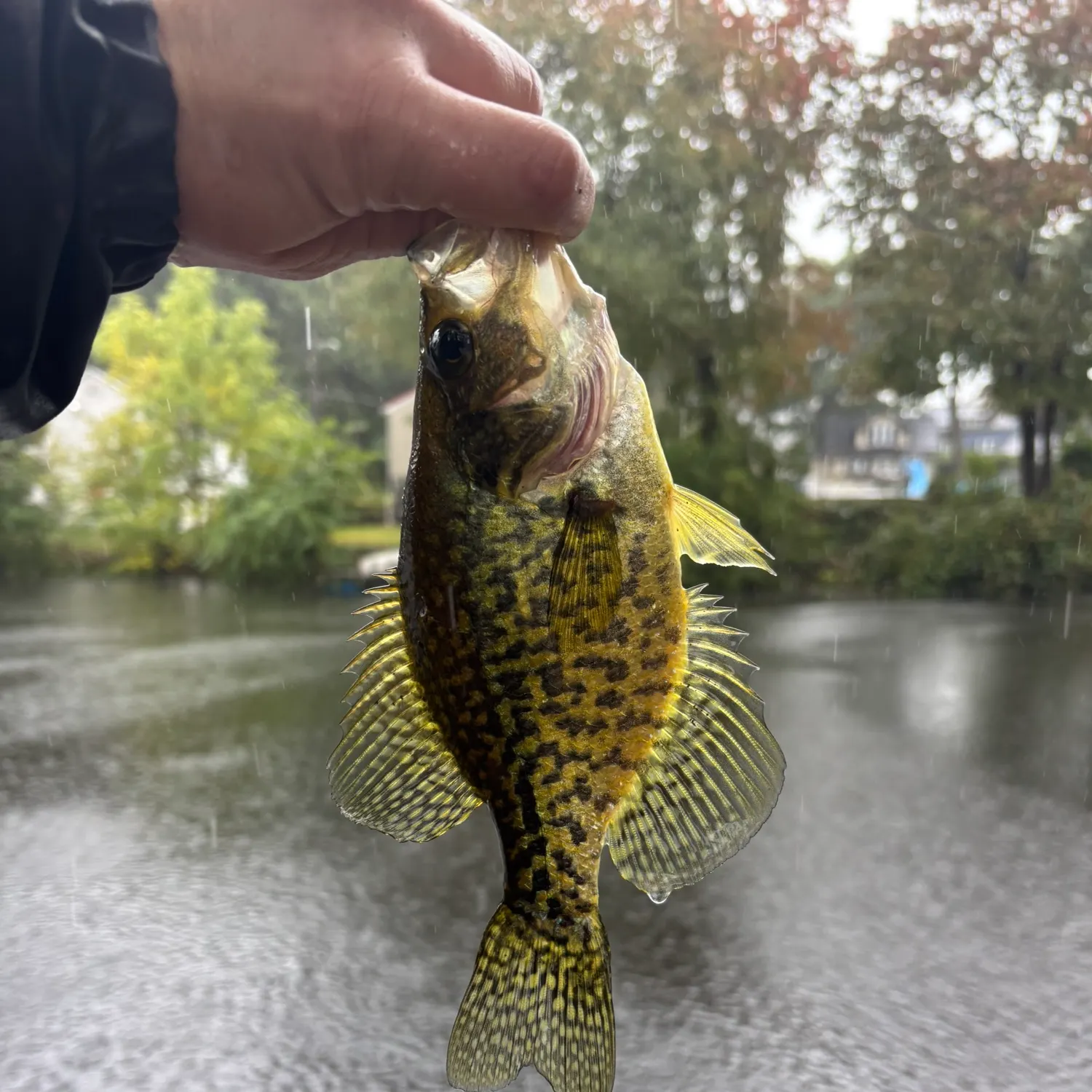 Black crappie caught on Fishbrain
