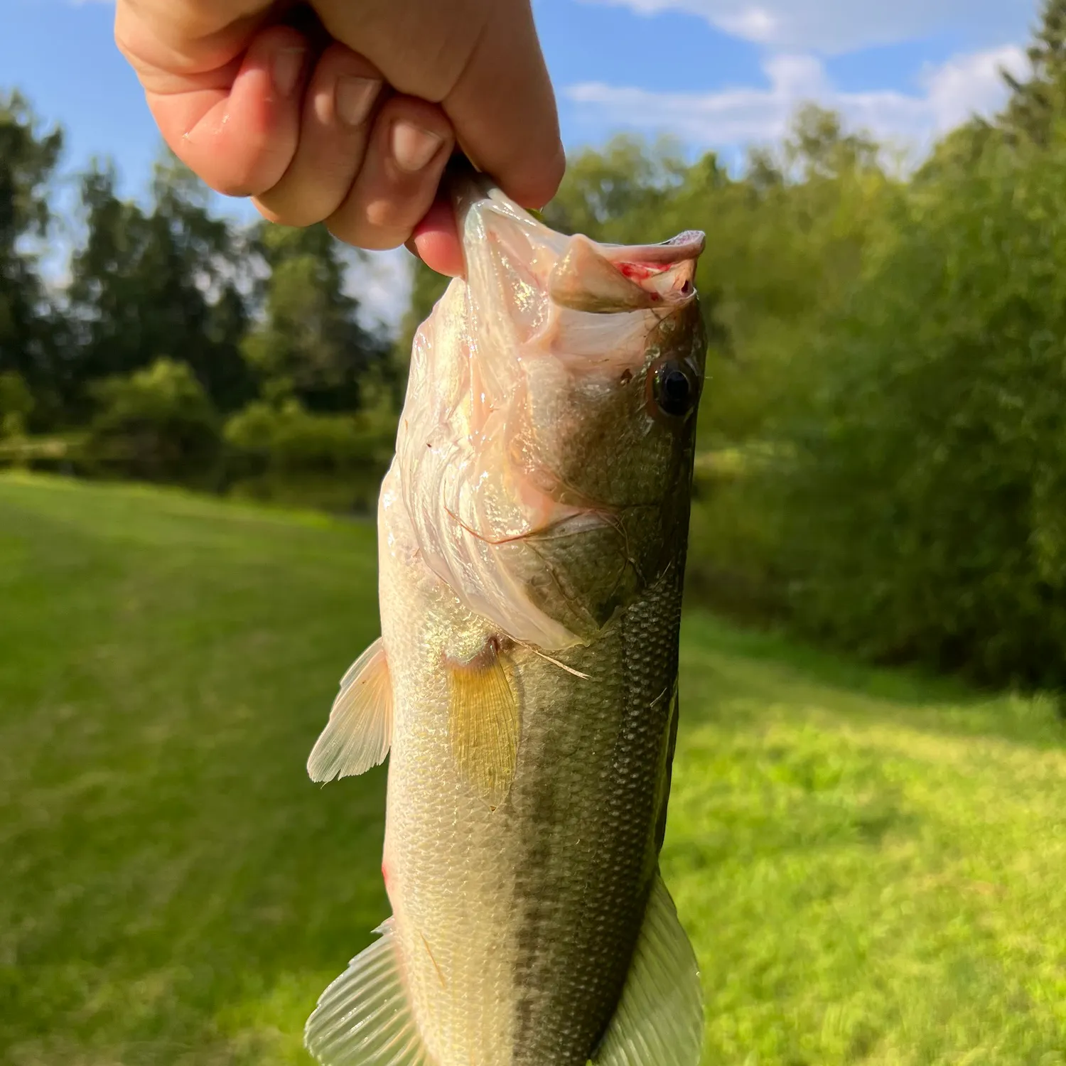 Largemouth bass caught on Fishbrain