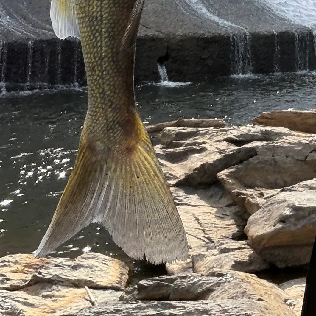 Walleye caught on Fishbrain