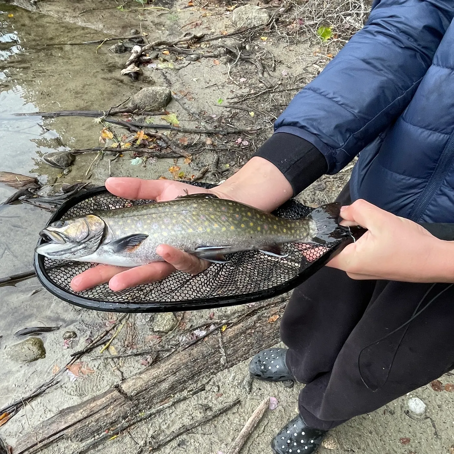 Brook trout caught on Fishbrain