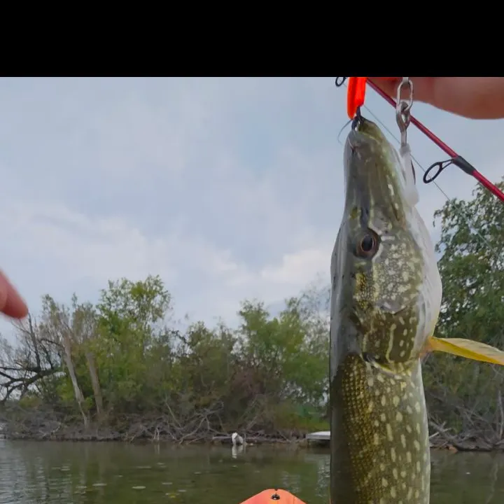 Northern pike caught on Fishbrain