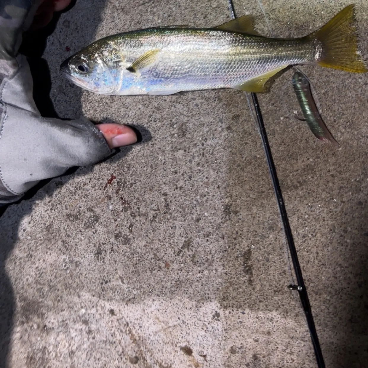 The most recent Queenfish catches on Fishbrain