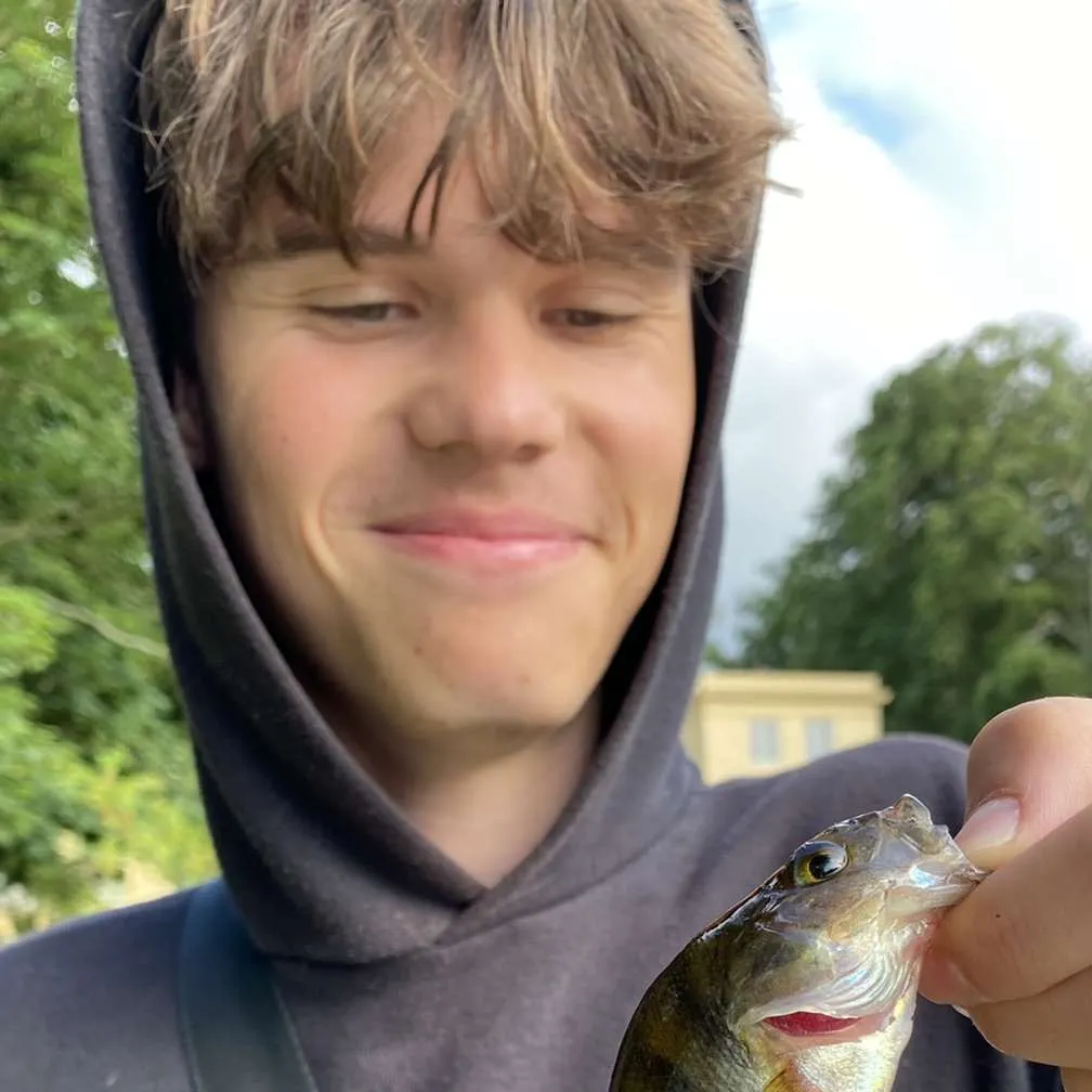 The most recent European perch catches on Fishbrain