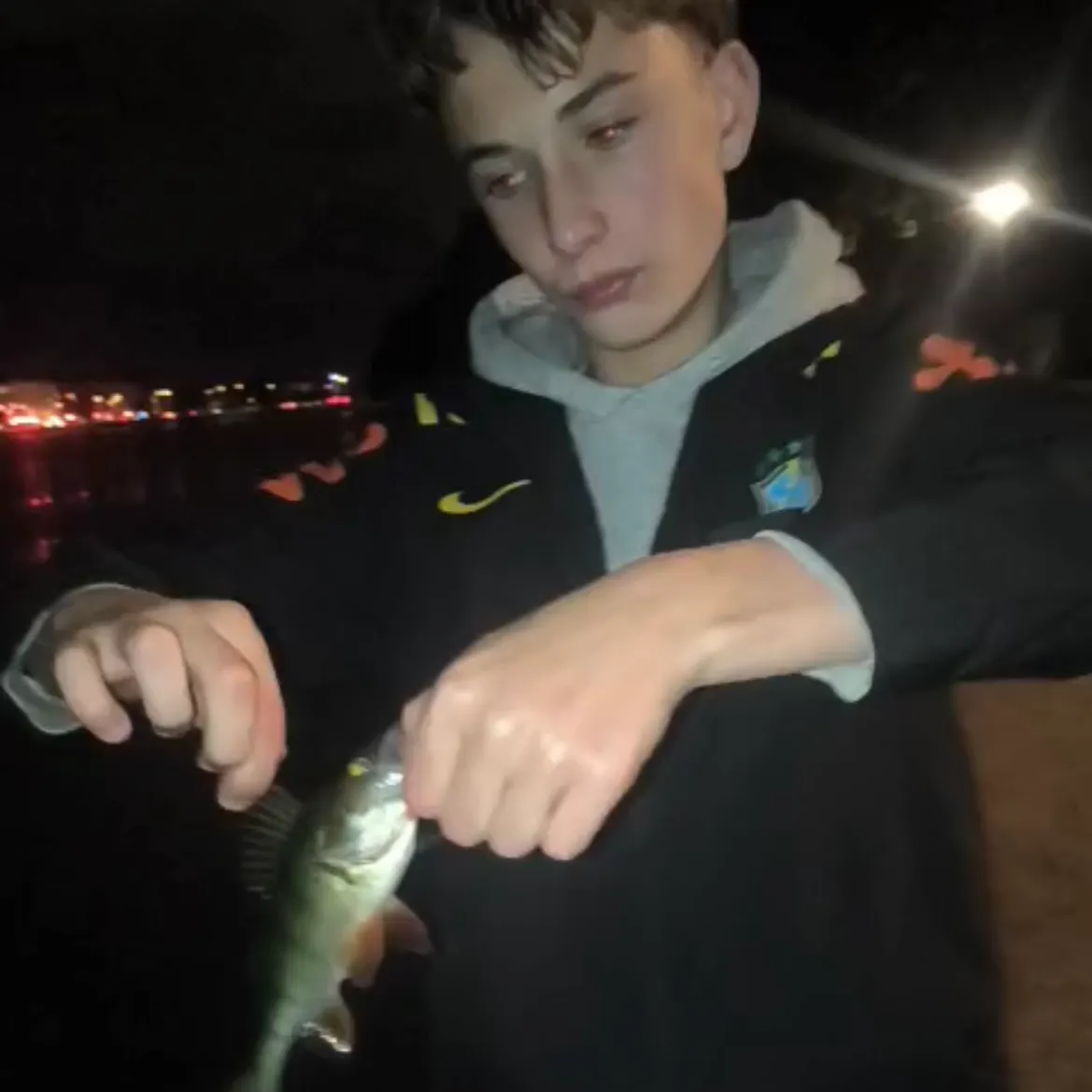 European perch caught on Fishbrain