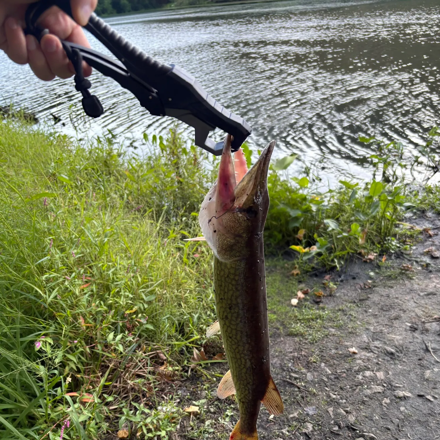 Chain pickerel caught on Fishbrain