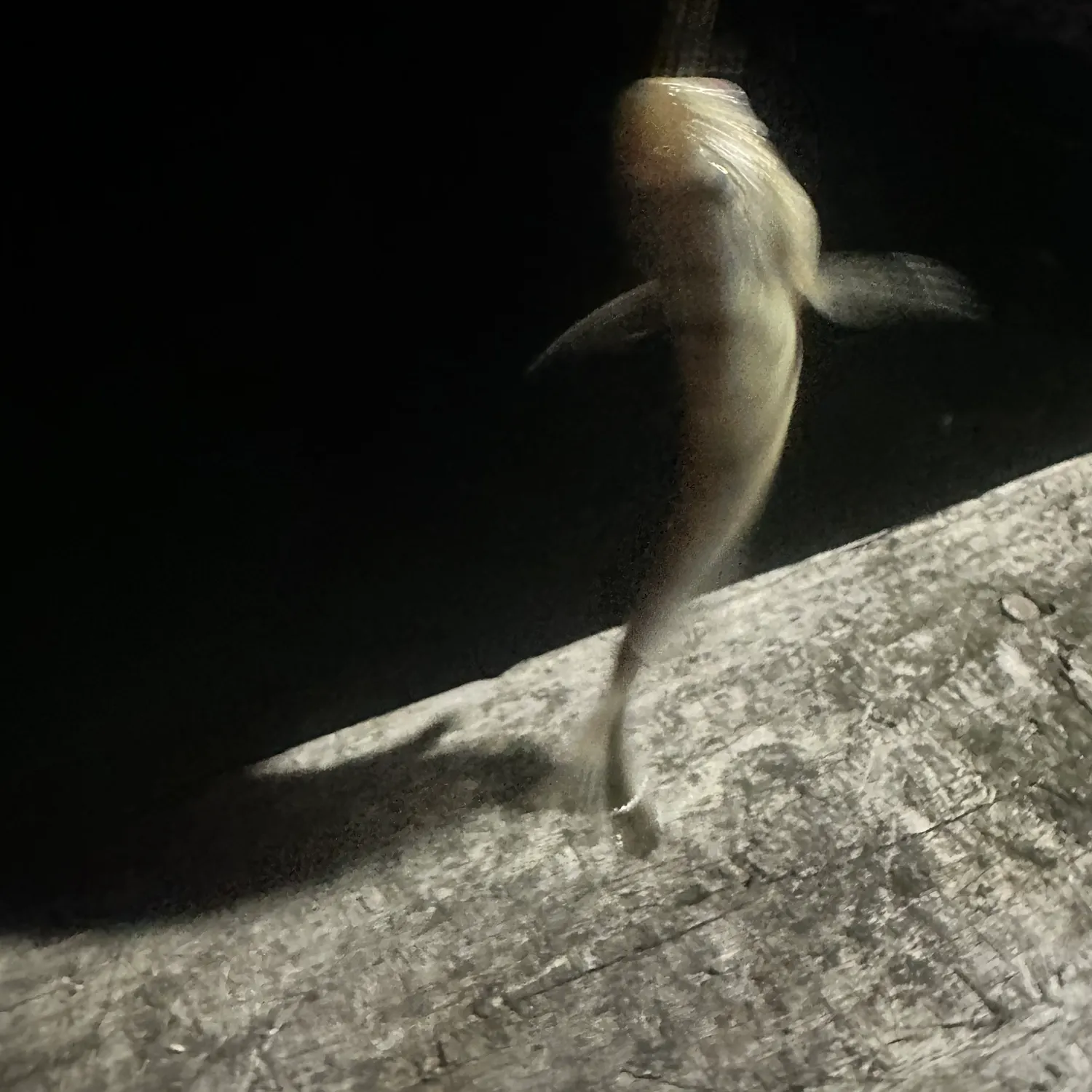 Northern kingcroaker caught on Fishbrain