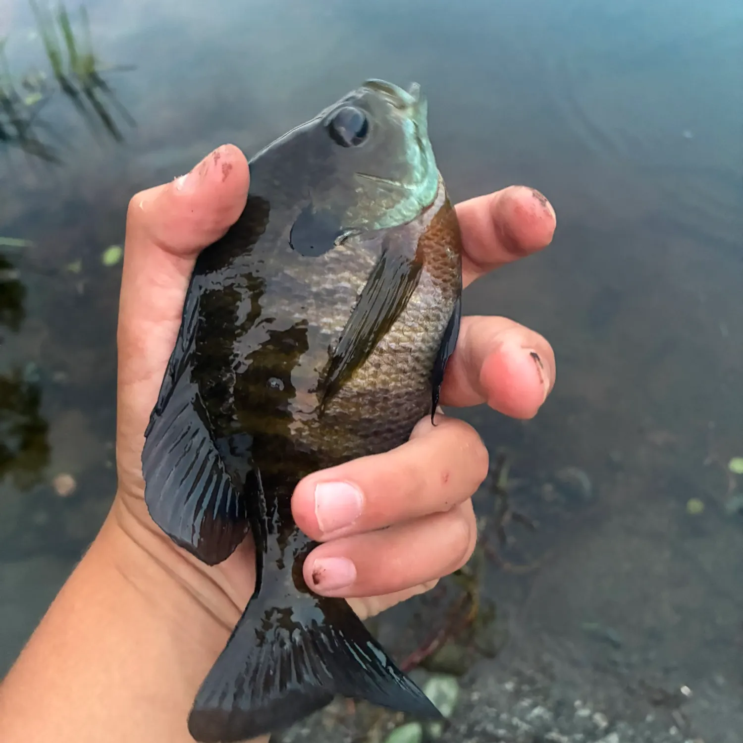 Bluegill caught on Fishbrain