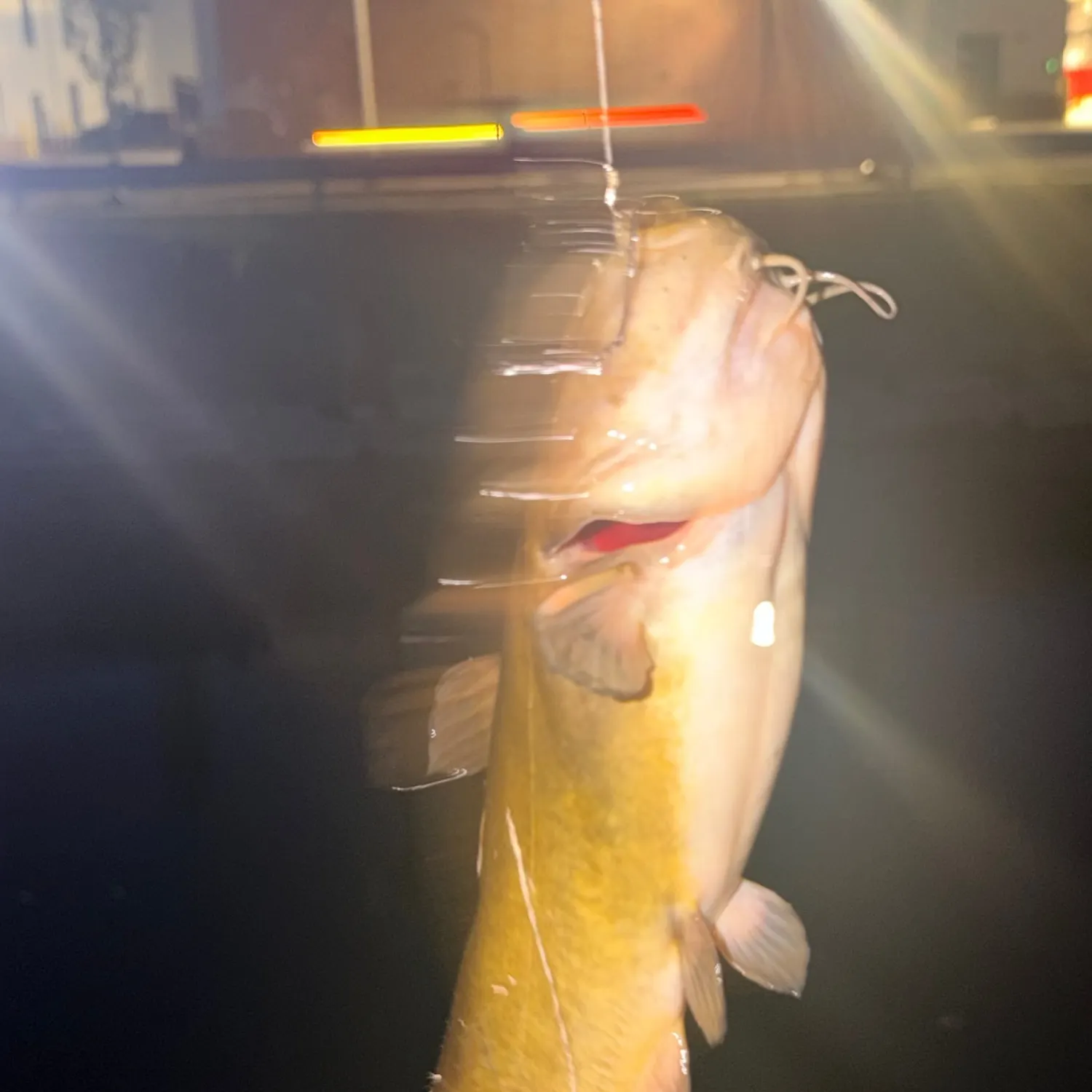 Yellow bullhead caught on Fishbrain