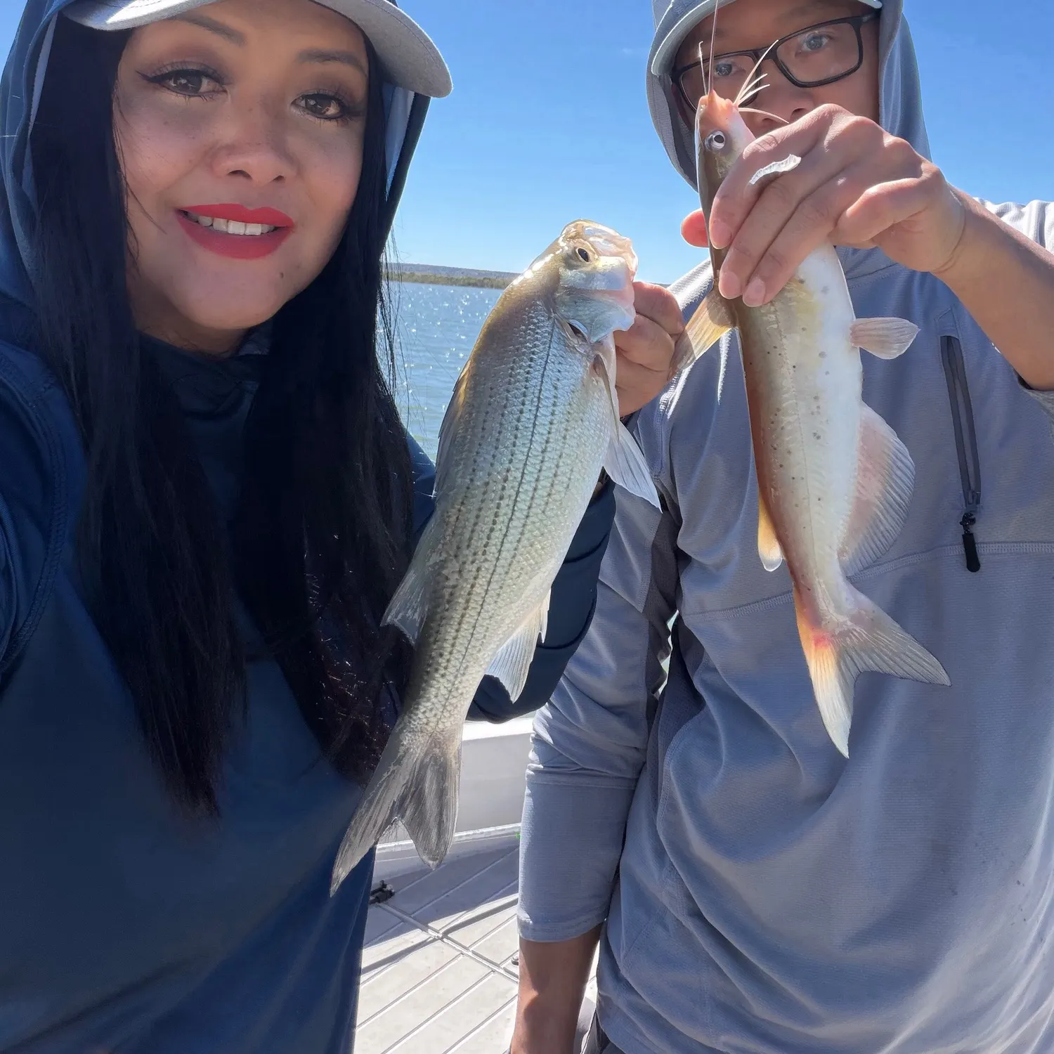 White bass caught on Fishbrain