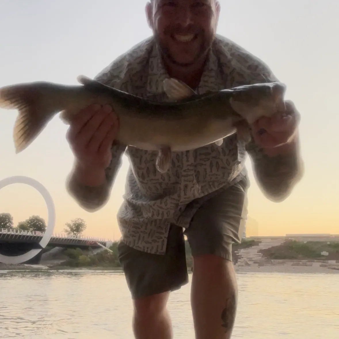 Channel catfish caught on Fishbrain