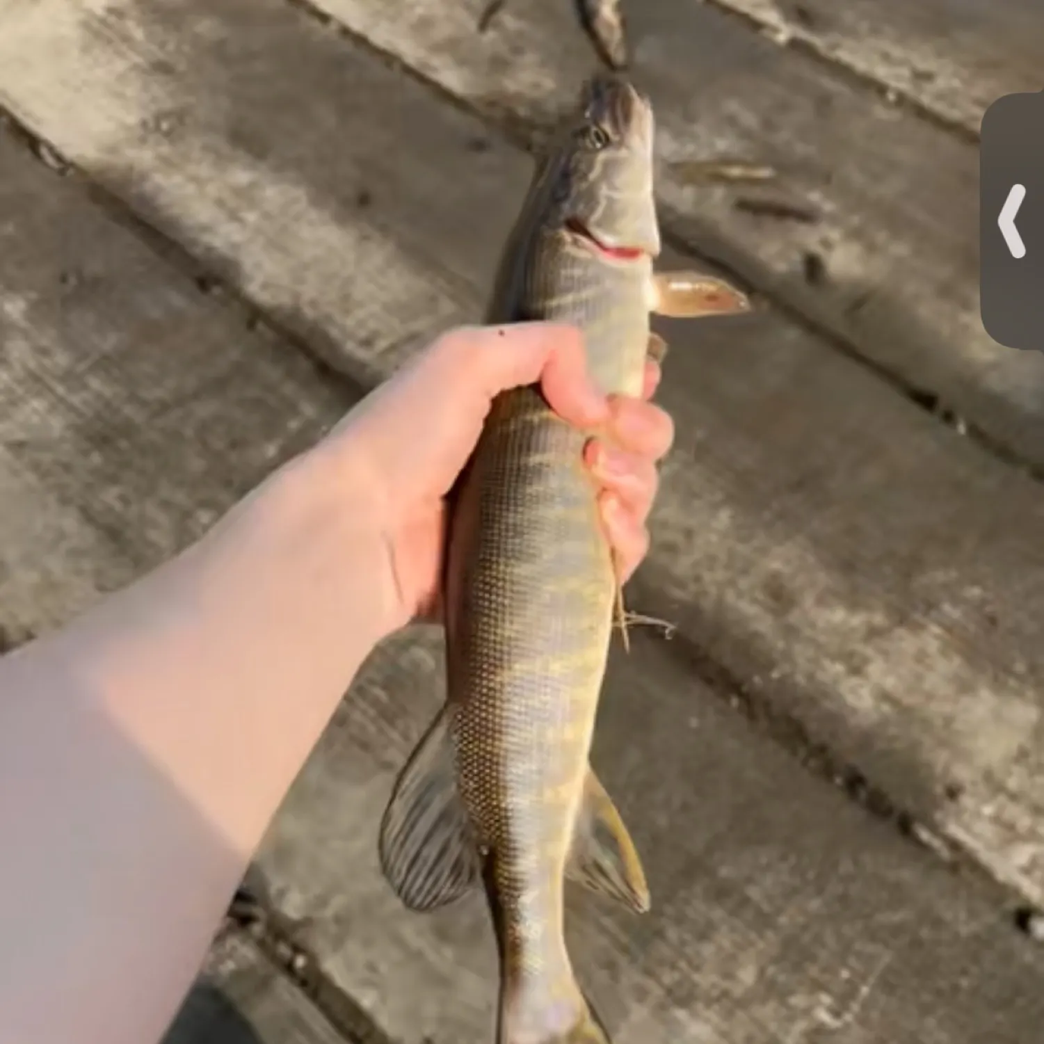 recently logged catches