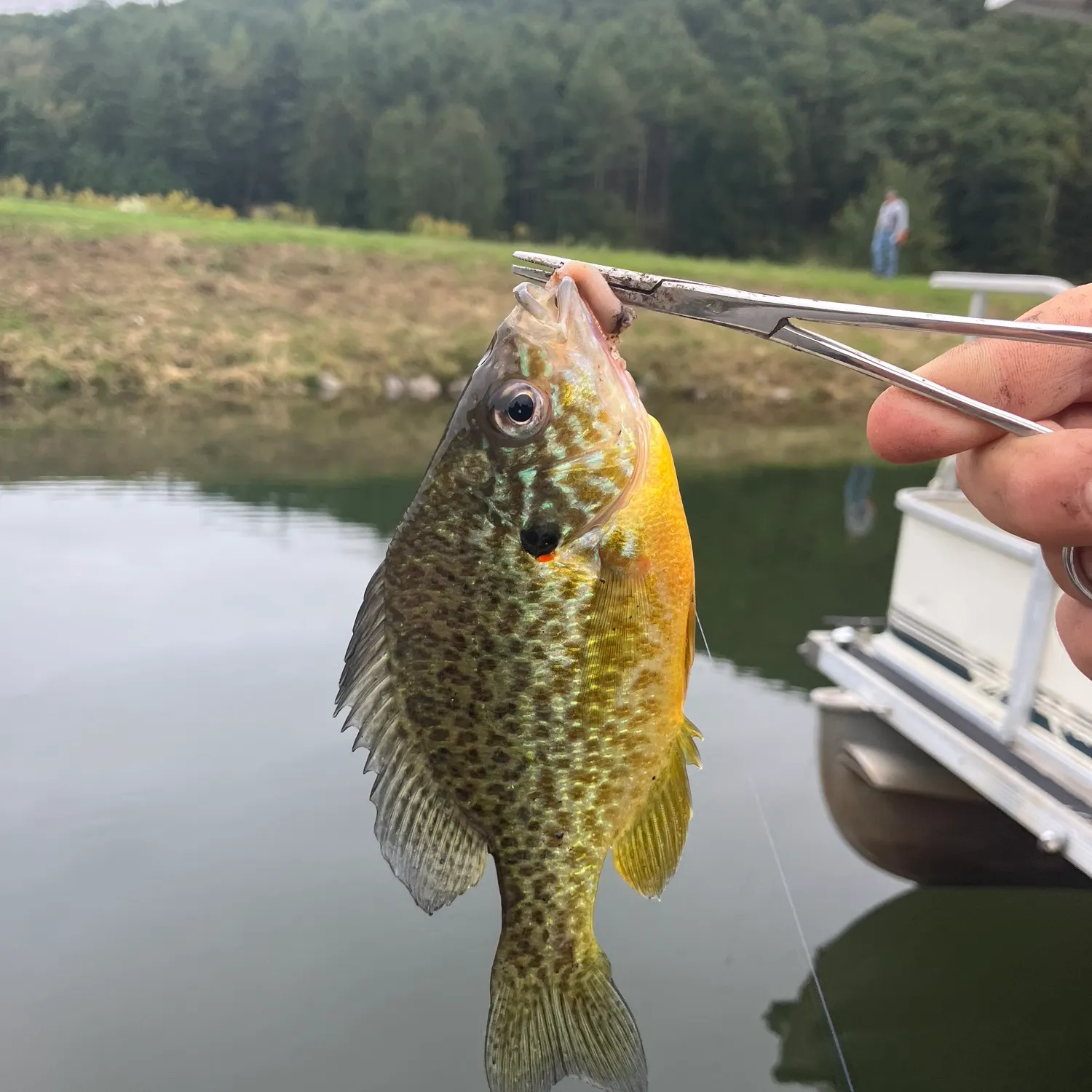 Pumpkinseed caught on Fishbrain