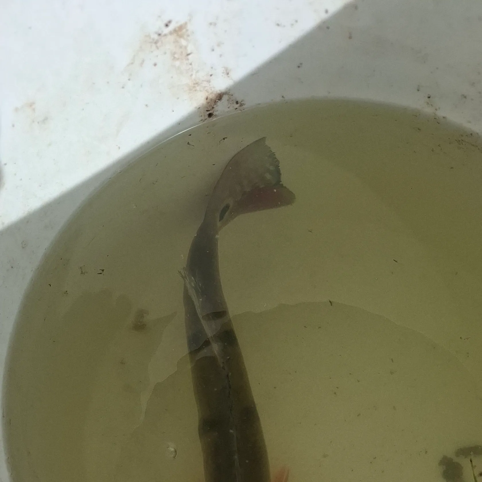 The most recent Butterfly peacock bass catches on Fishbrain