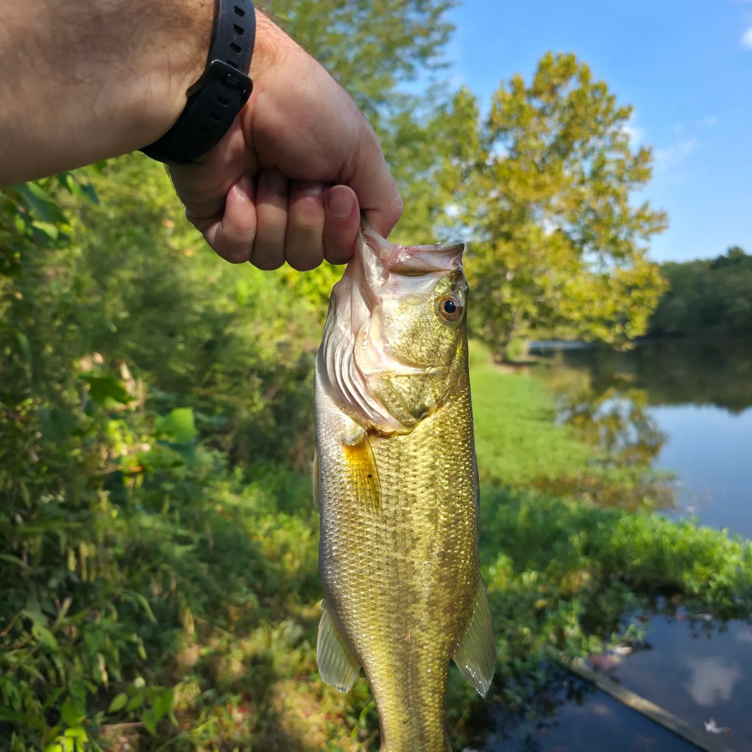 Largemouth bass caught on Fishbrain