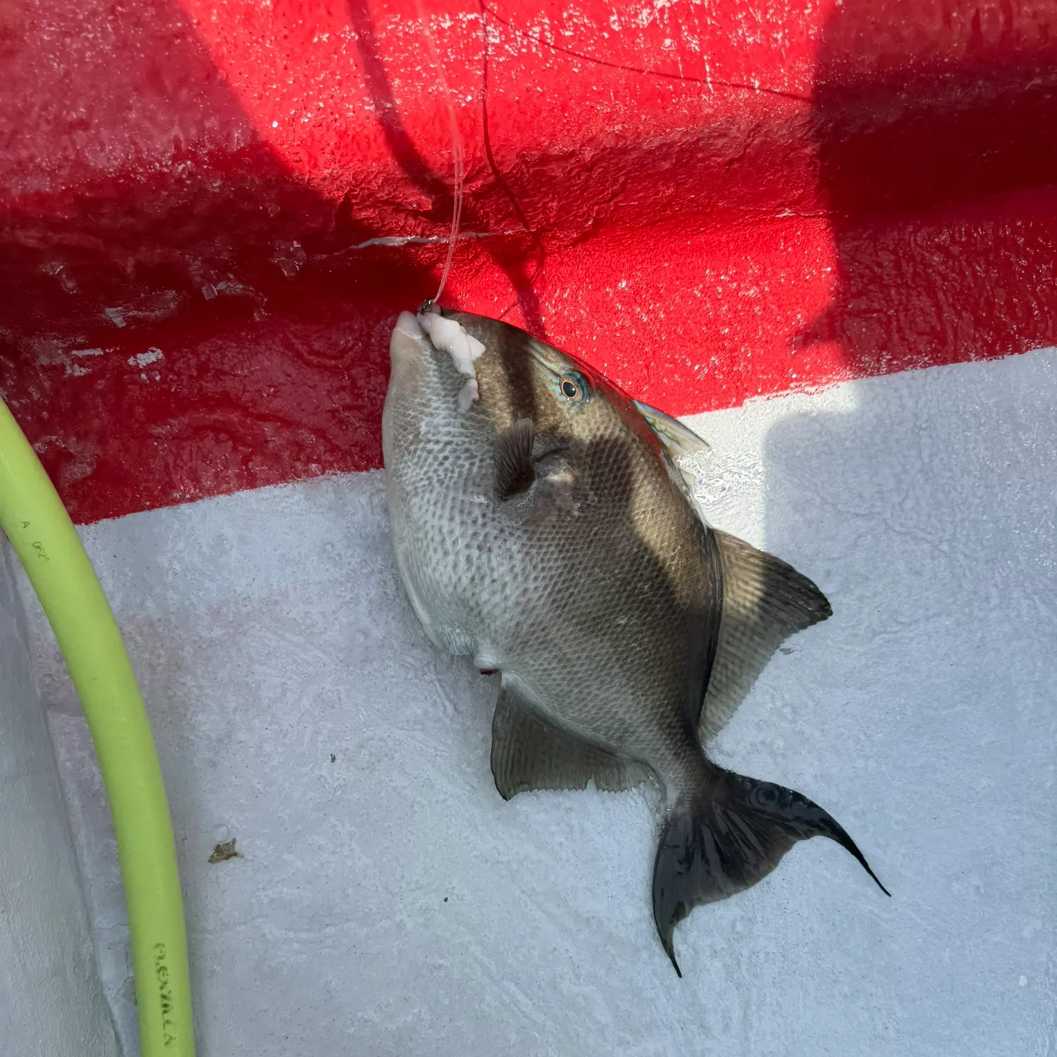 The most recent Grey triggerfish catches on Fishbrain
