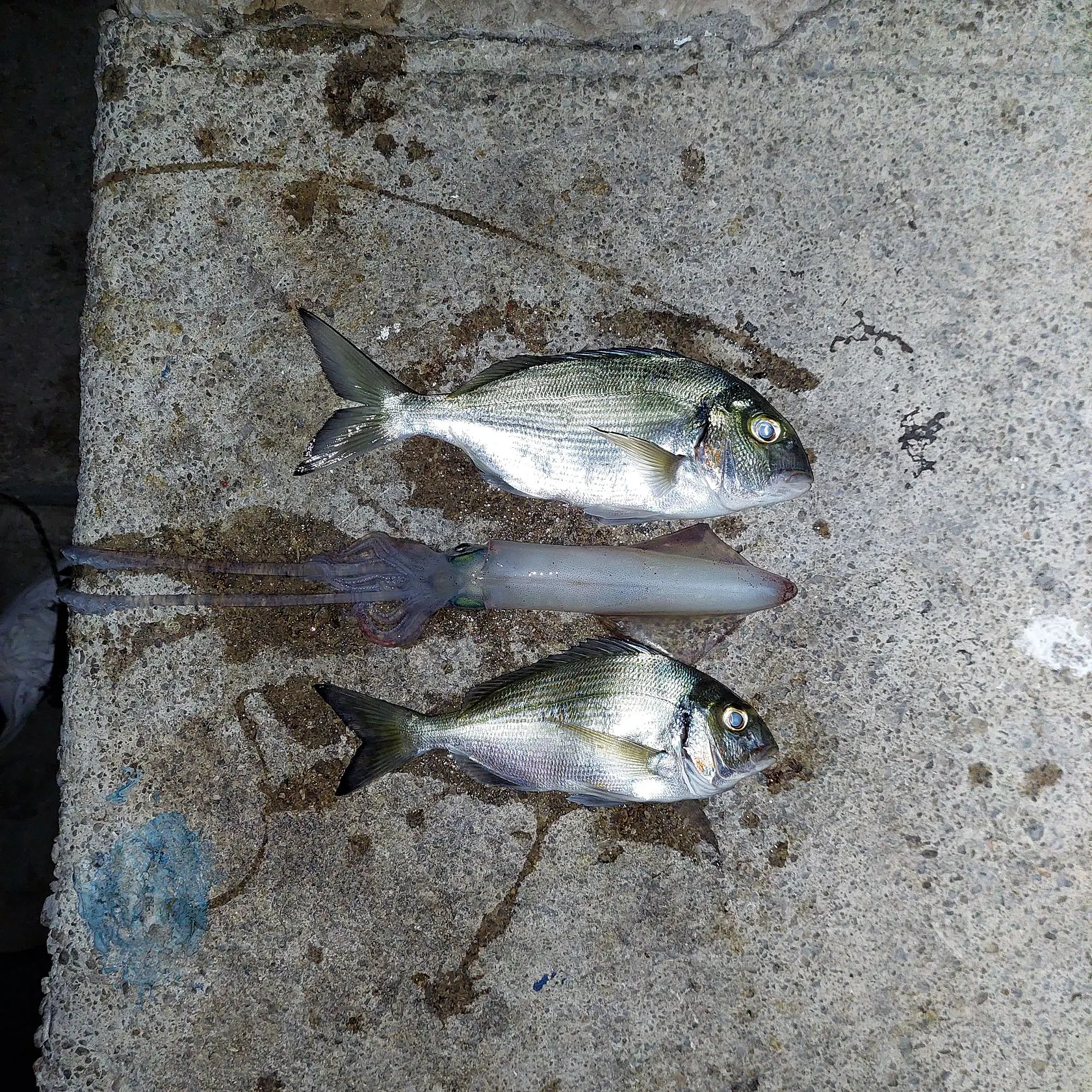 Gilthead seabream caught on Fishbrain