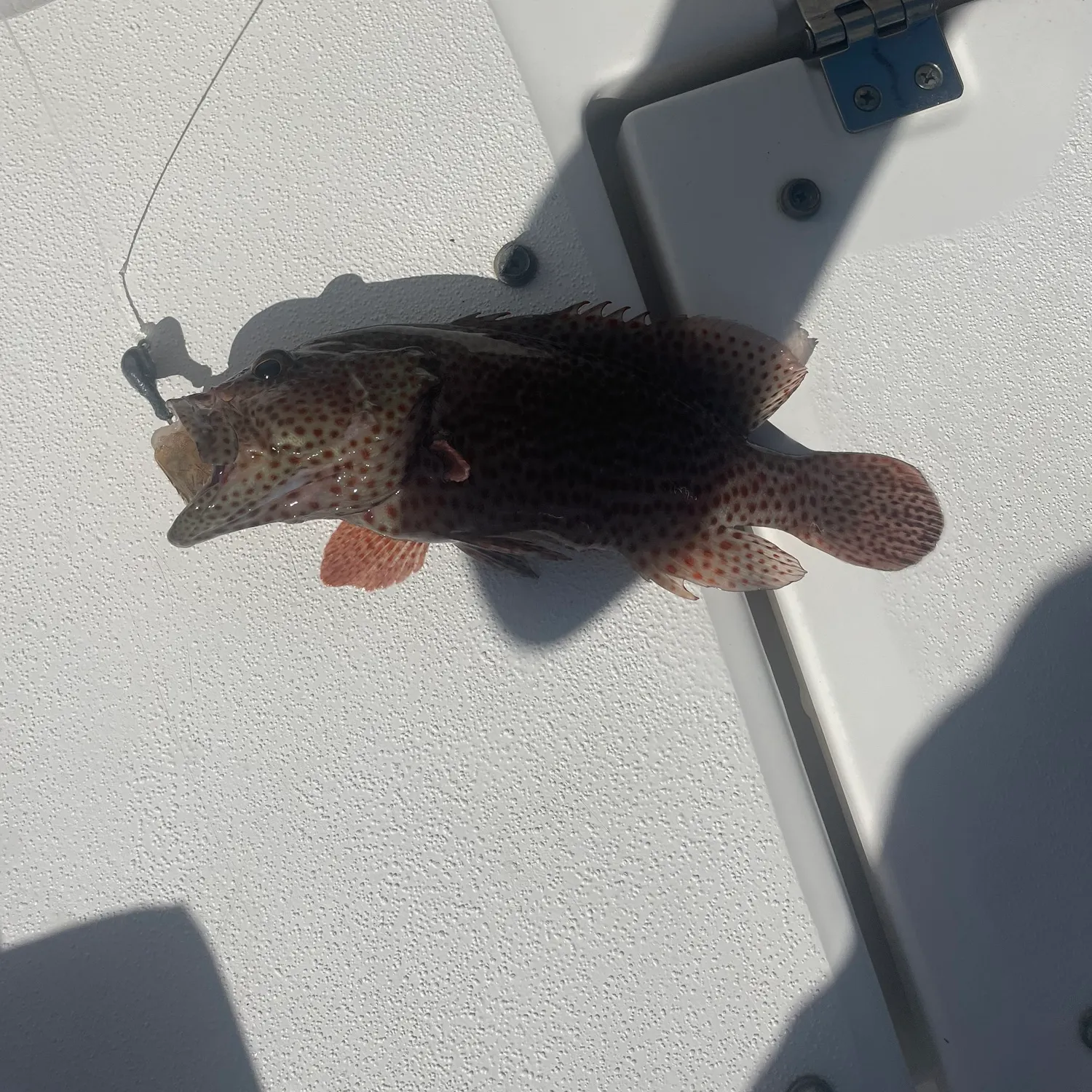 The most recent Black grouper catches on Fishbrain