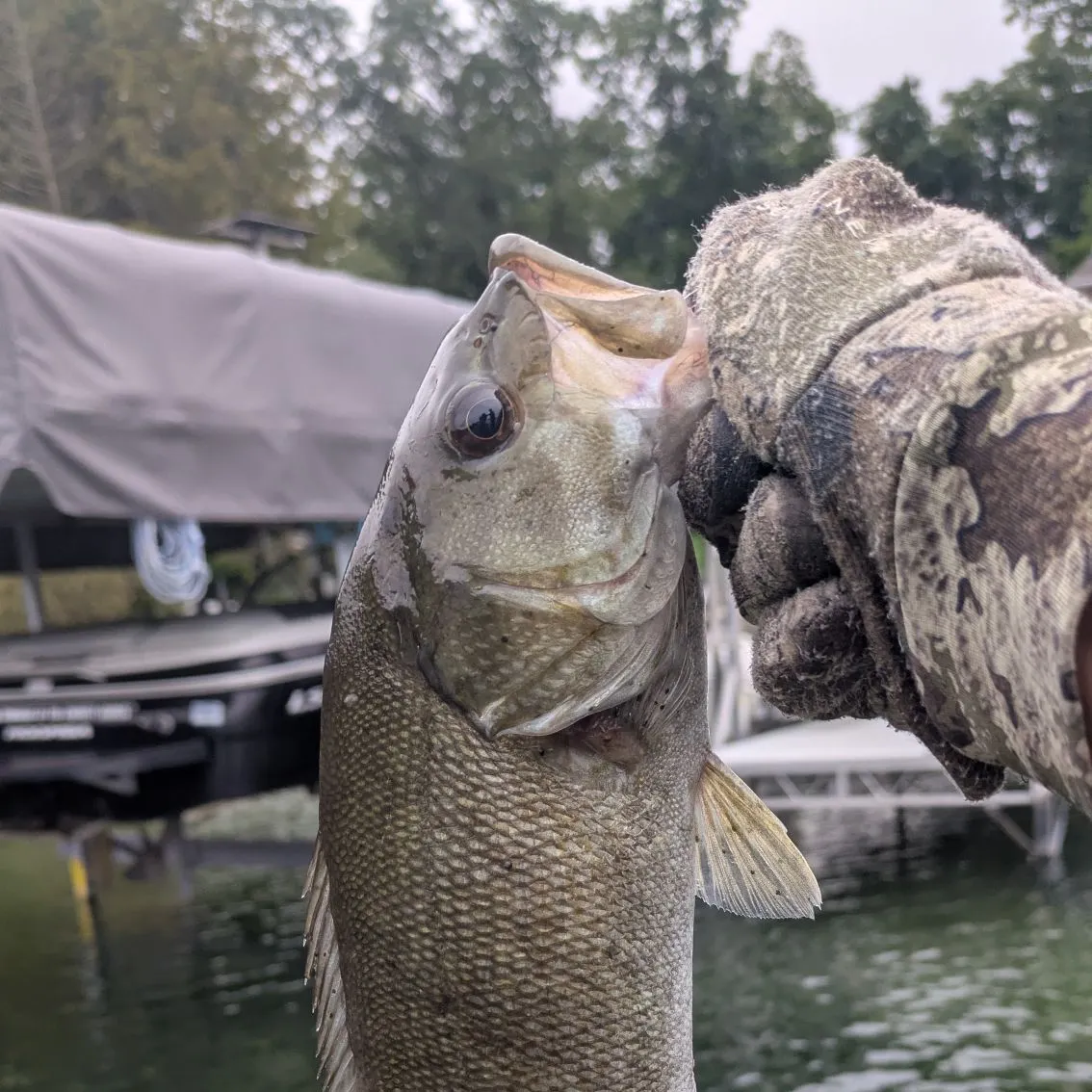 Smallmouth bass caught on Fishbrain