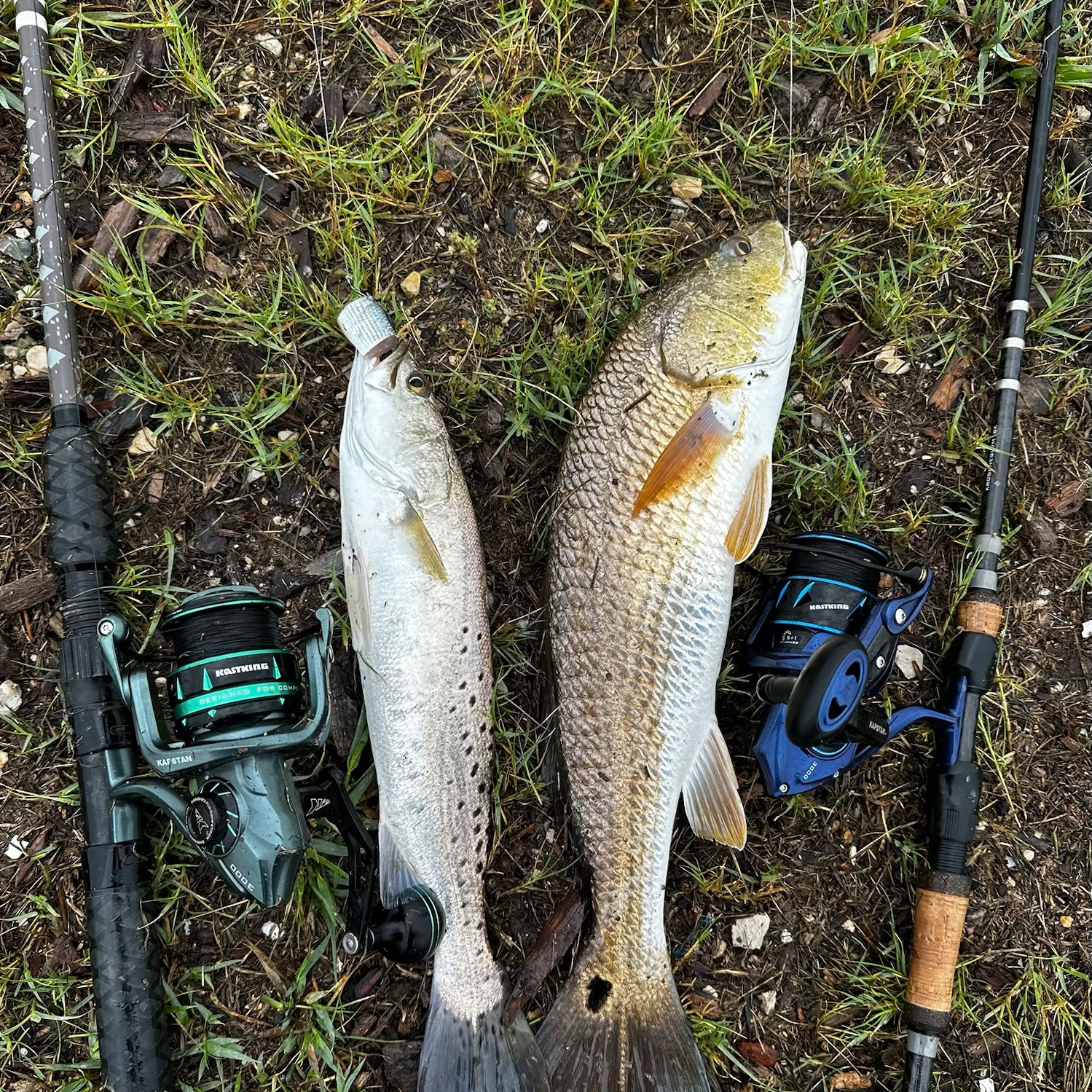 Red drum caught on Fishbrain