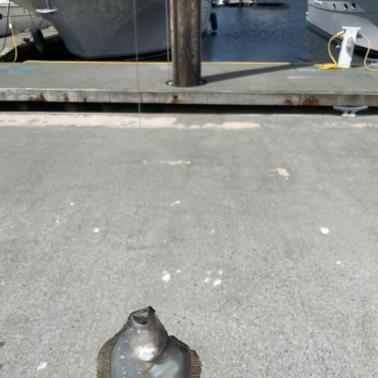 The most recent Speckled sanddab catches on Fishbrain