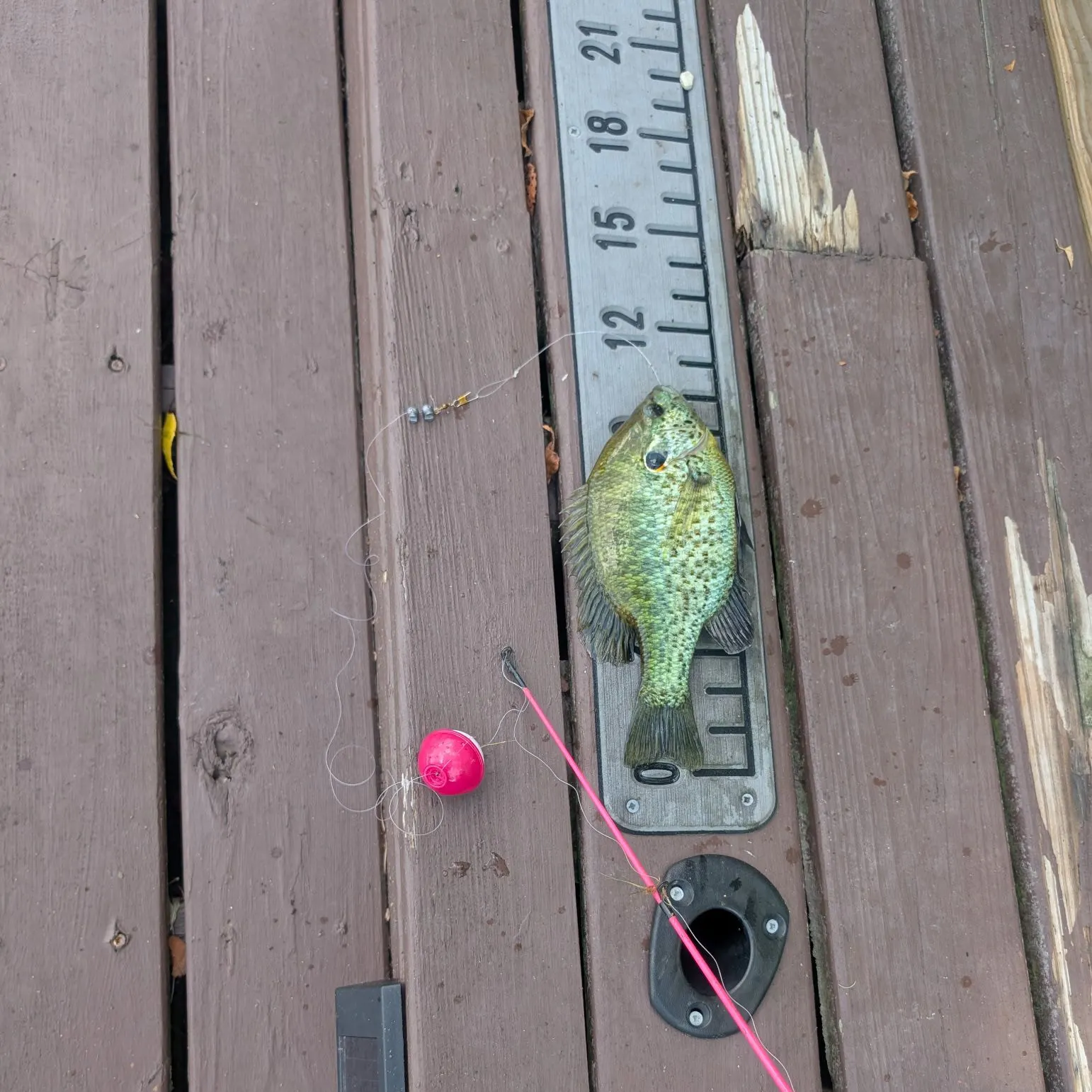 recently logged catches