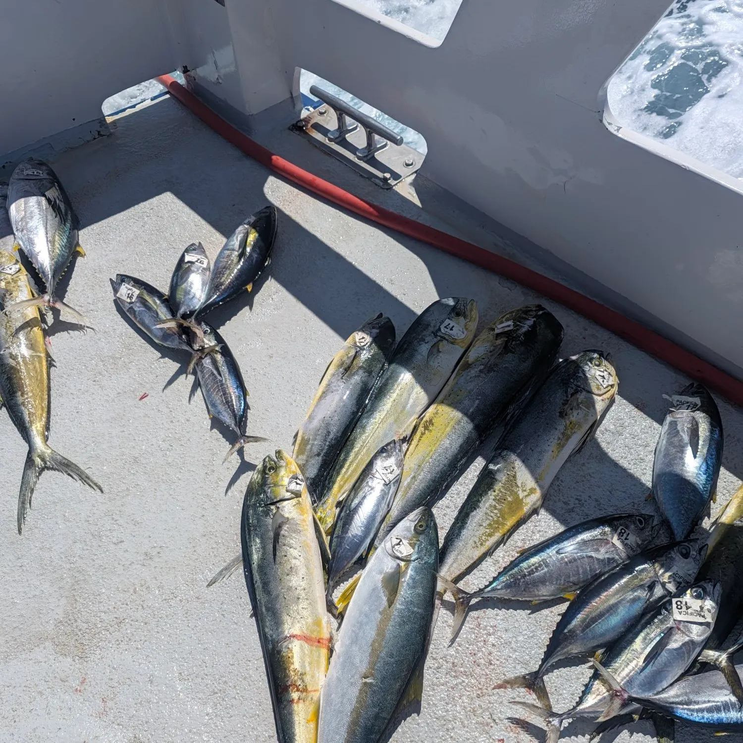 California yellowtail amberjack caught on Fishbrain