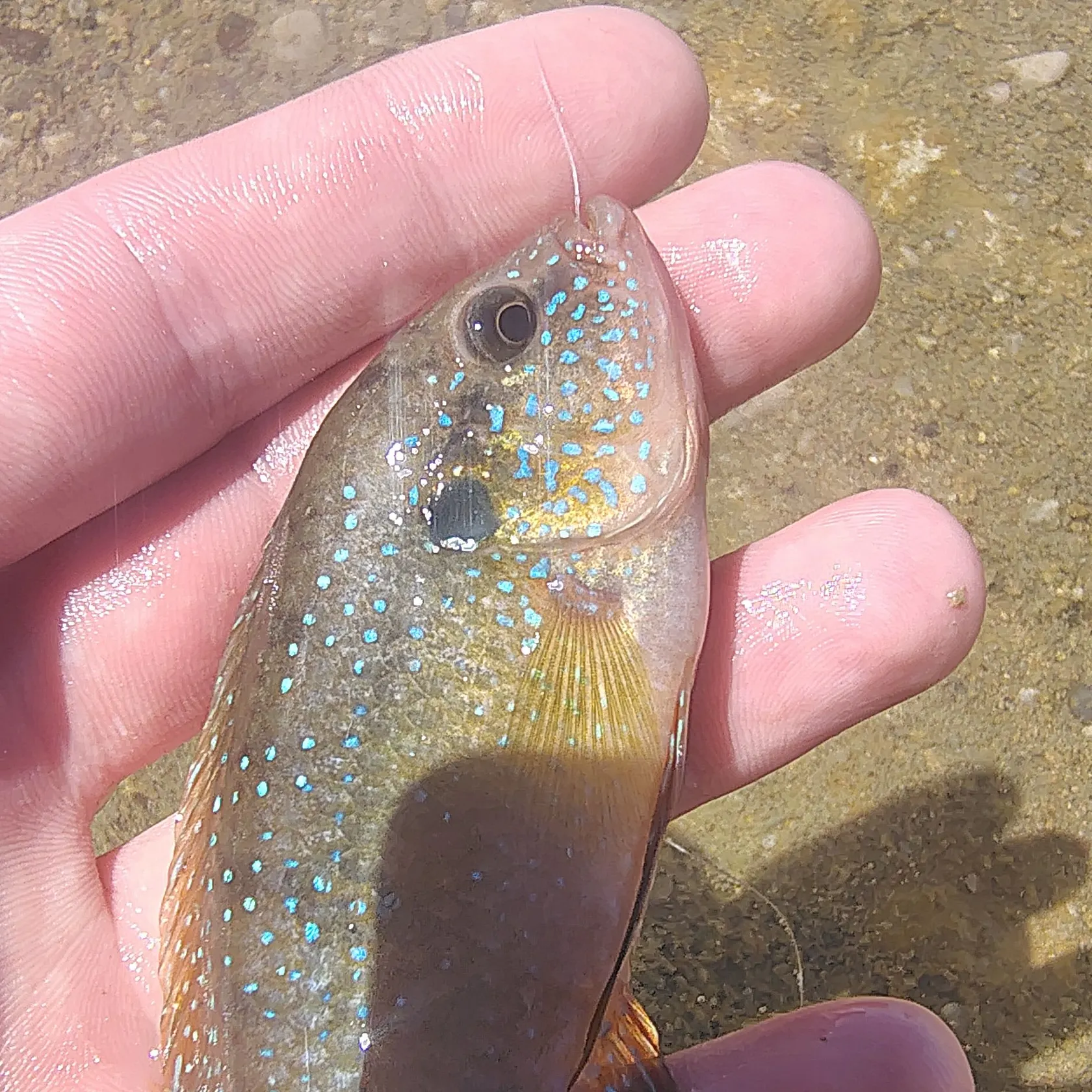 The most recent African Jewelfish catches on Fishbrain