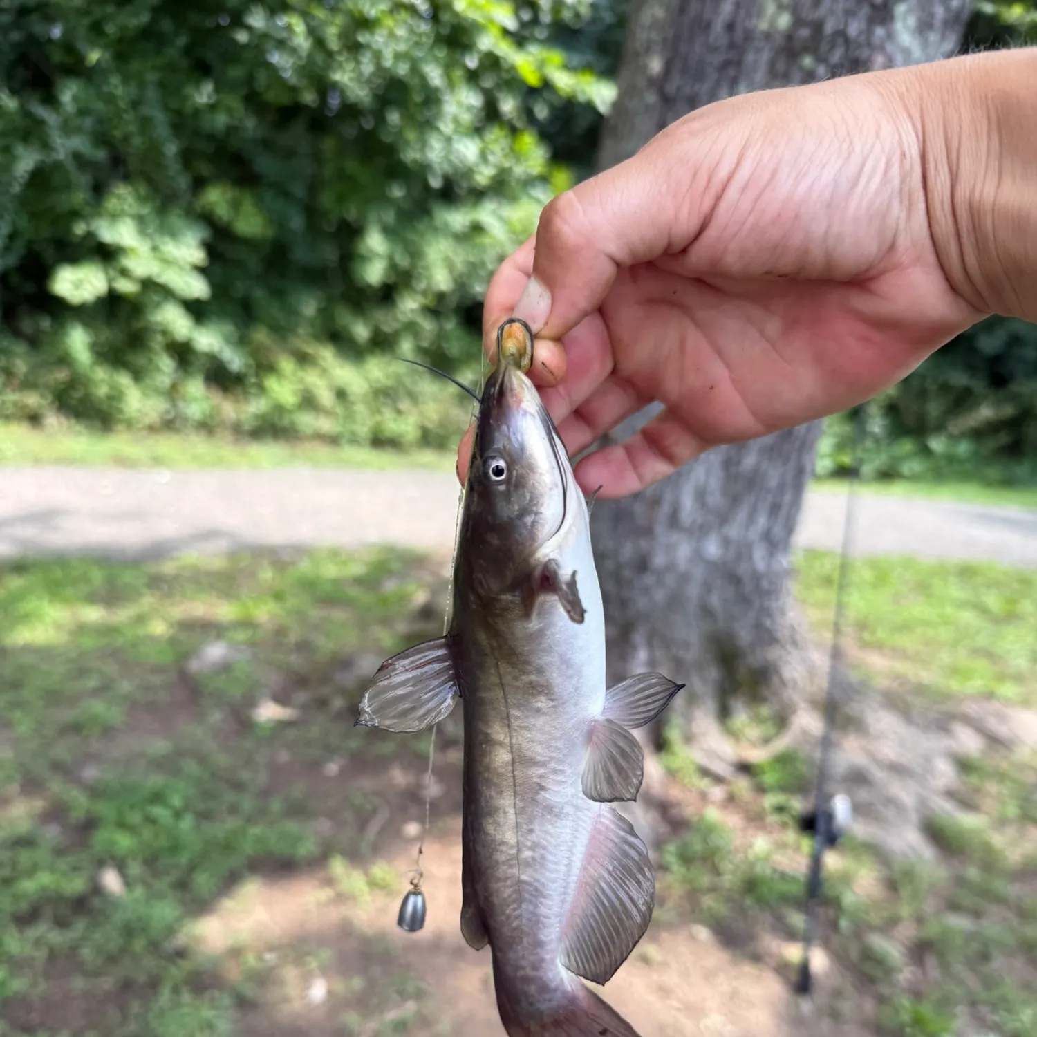 Channel catfish caught on Fishbrain