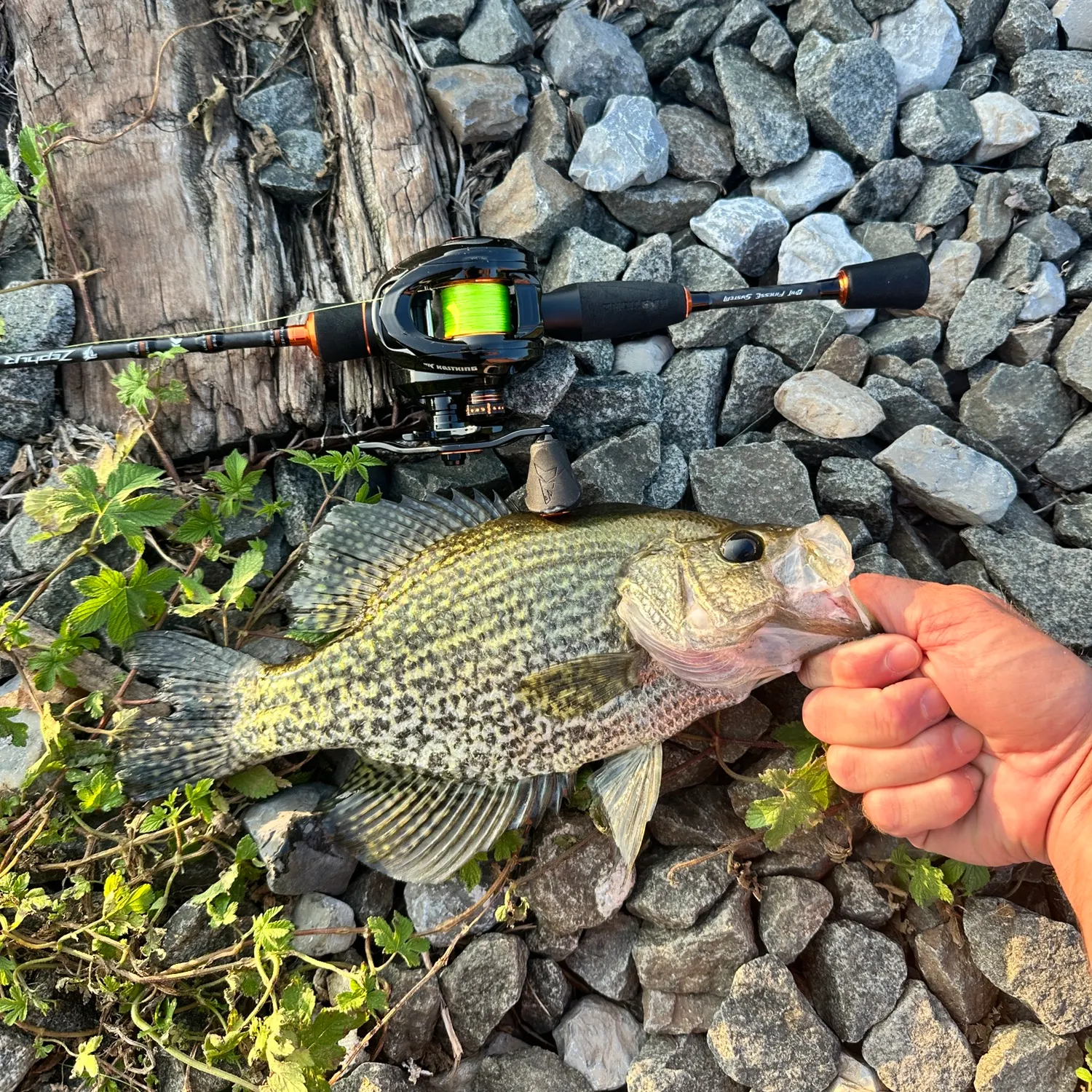 Black crappie caught on Fishbrain