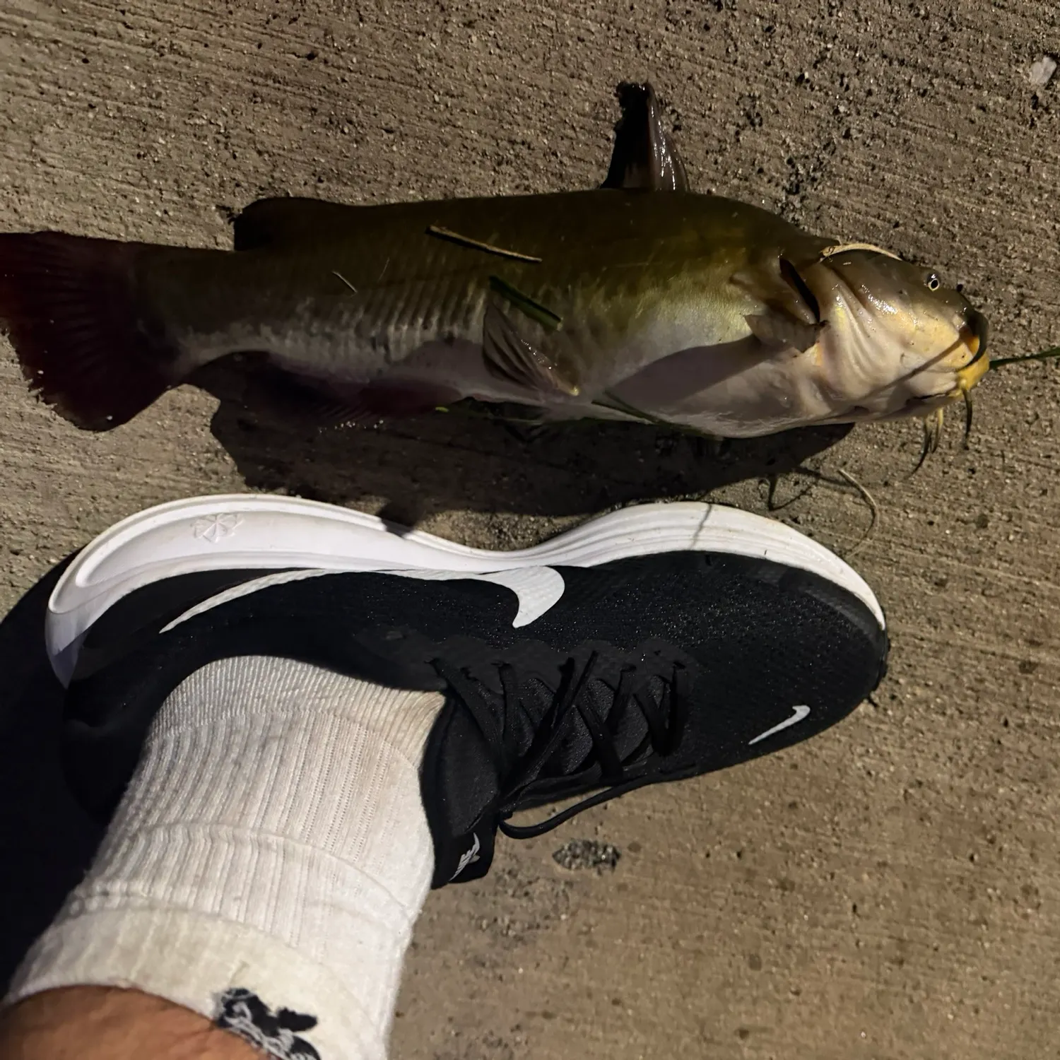 Yellow bullhead caught on Fishbrain
