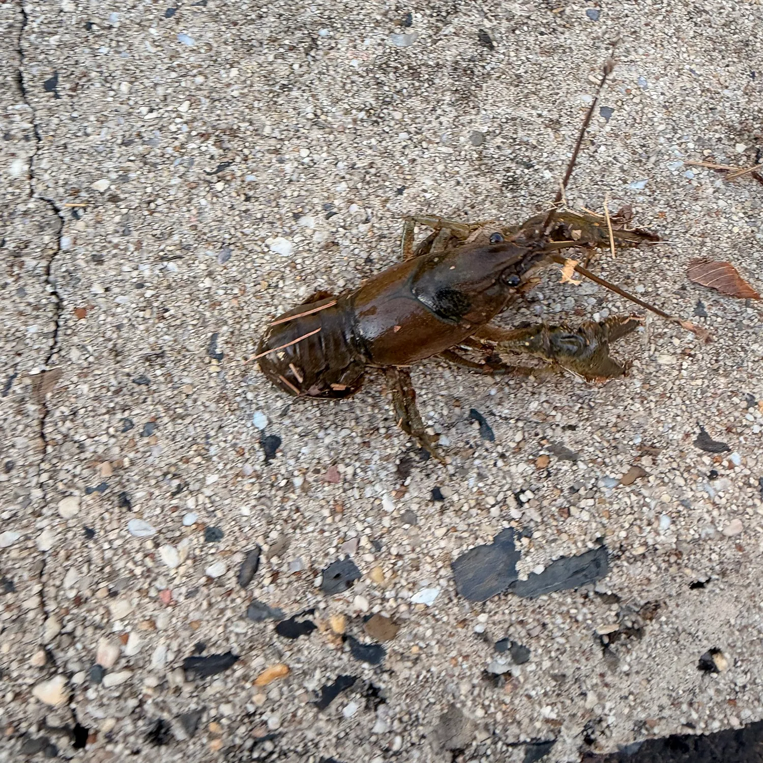 Signal crayfish caught on Fishbrain