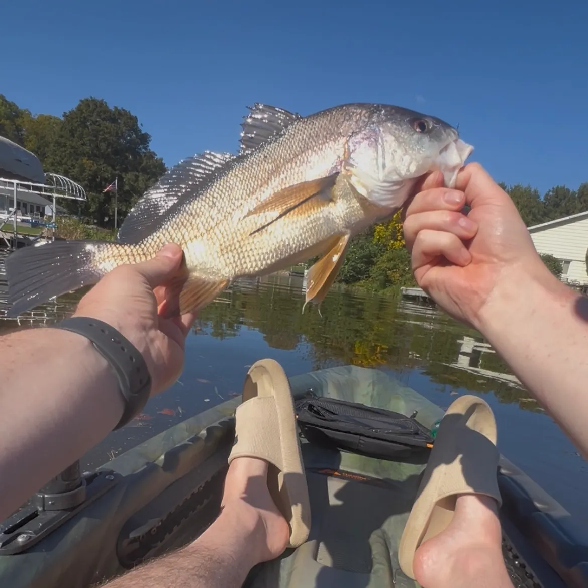 Freshwater drum caught on Fishbrain