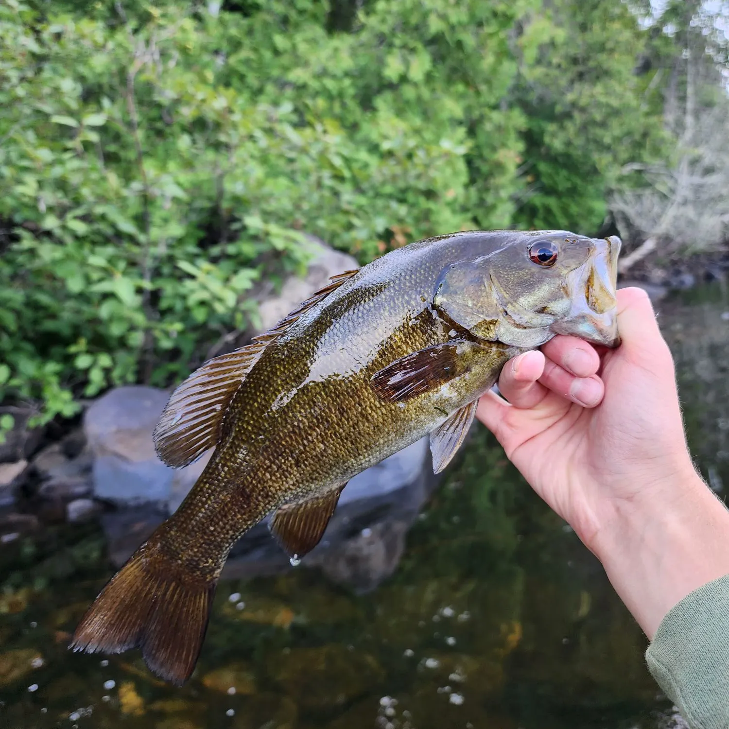 Smallmouth bass caught on Fishbrain