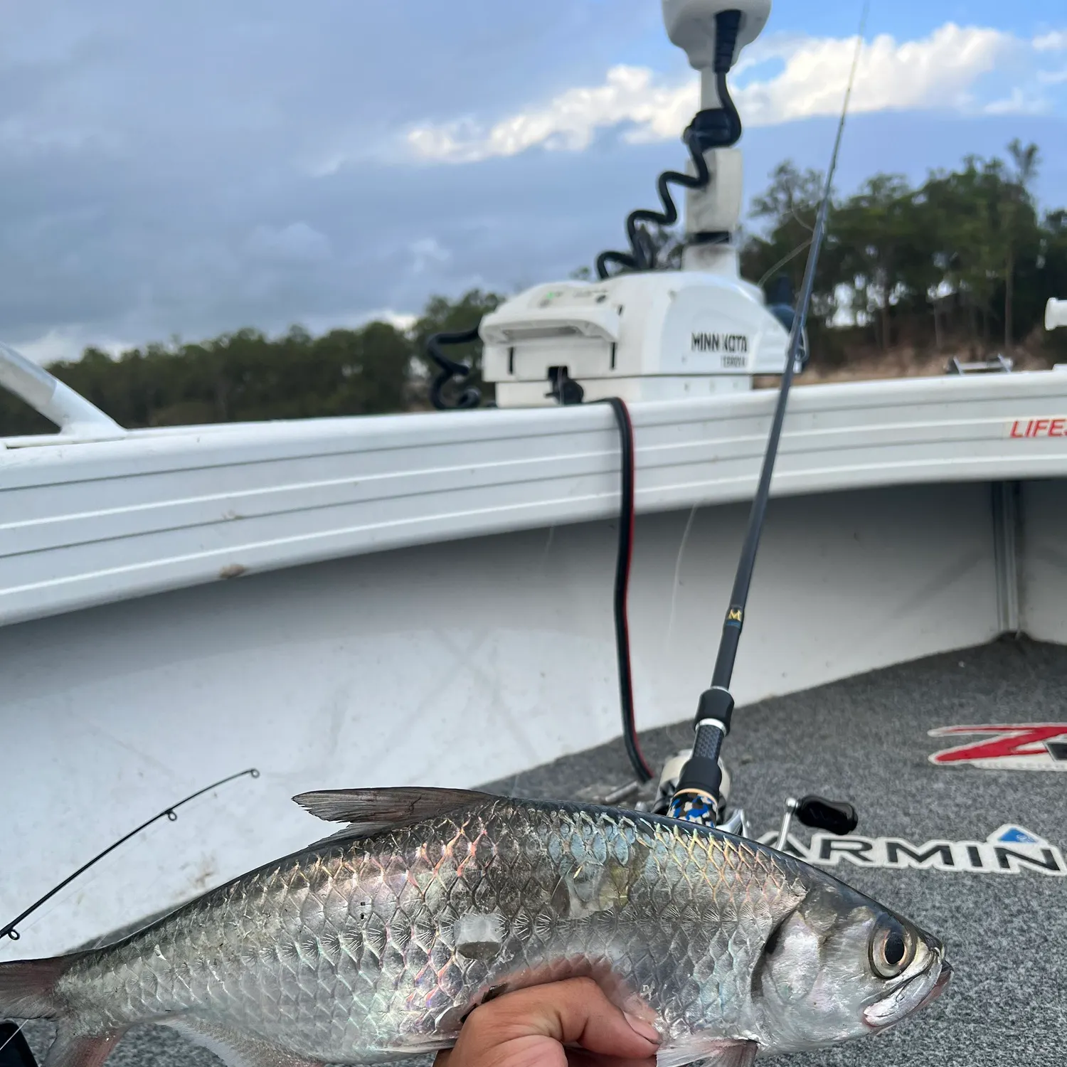 The most recent Tarpon catches on Fishbrain