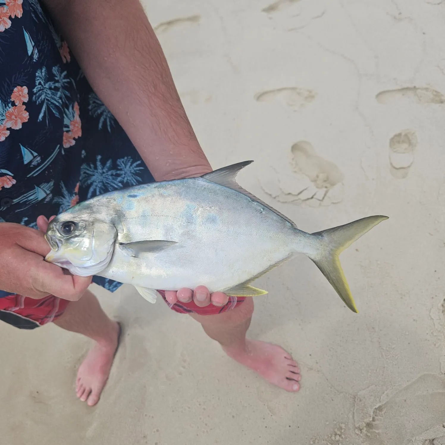 Florida pompano caught on Fishbrain