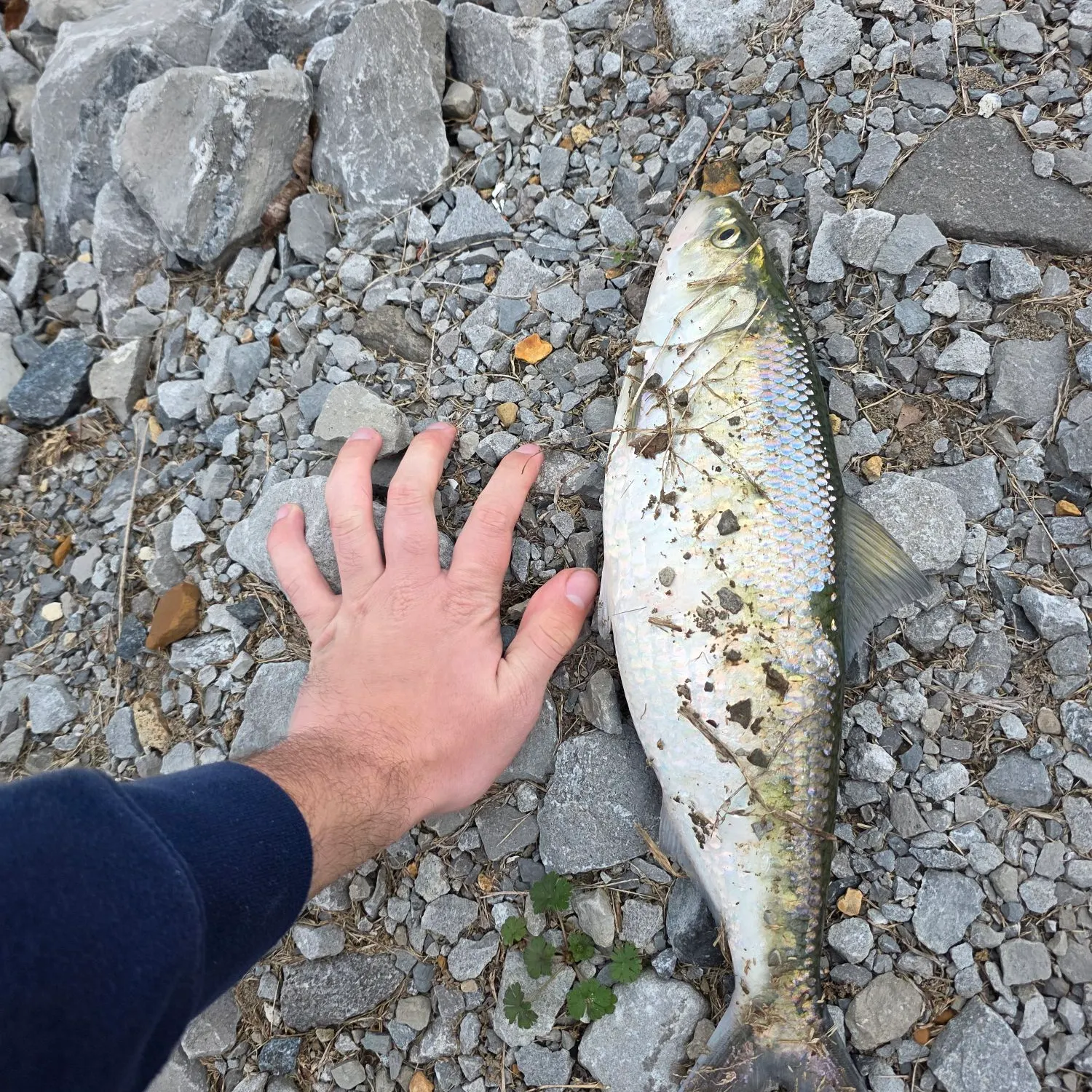 The most recent Skipjack herring catches on Fishbrain